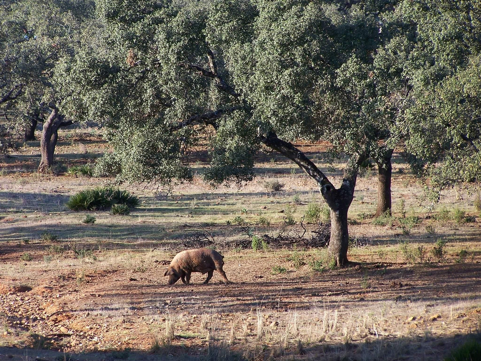 Cerdos en la dehesa de Los Pedroches.