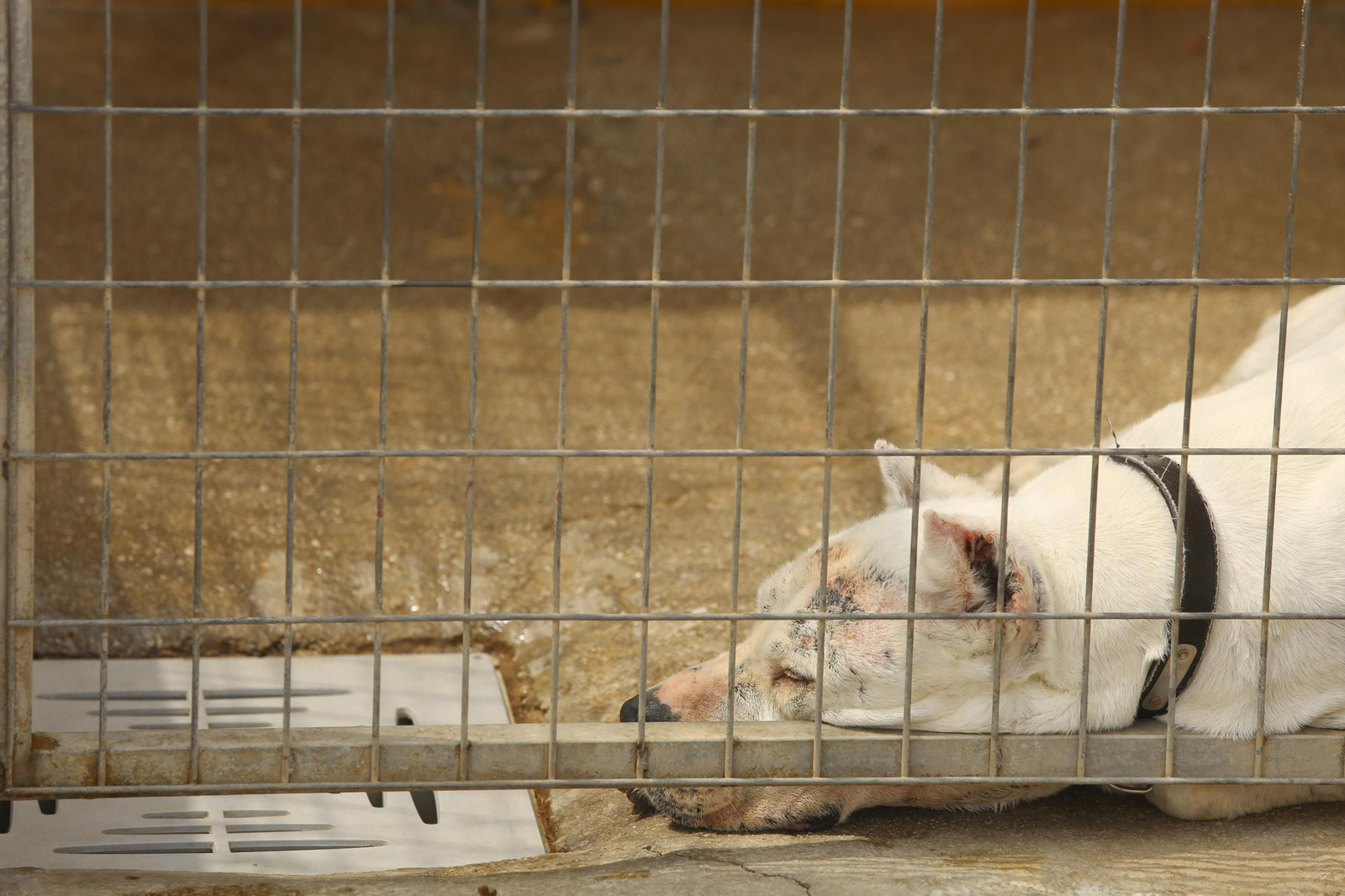 Las fotos de los animales de la Protectora de Málaga Las fotos de los animales de la Protectora de Málaga