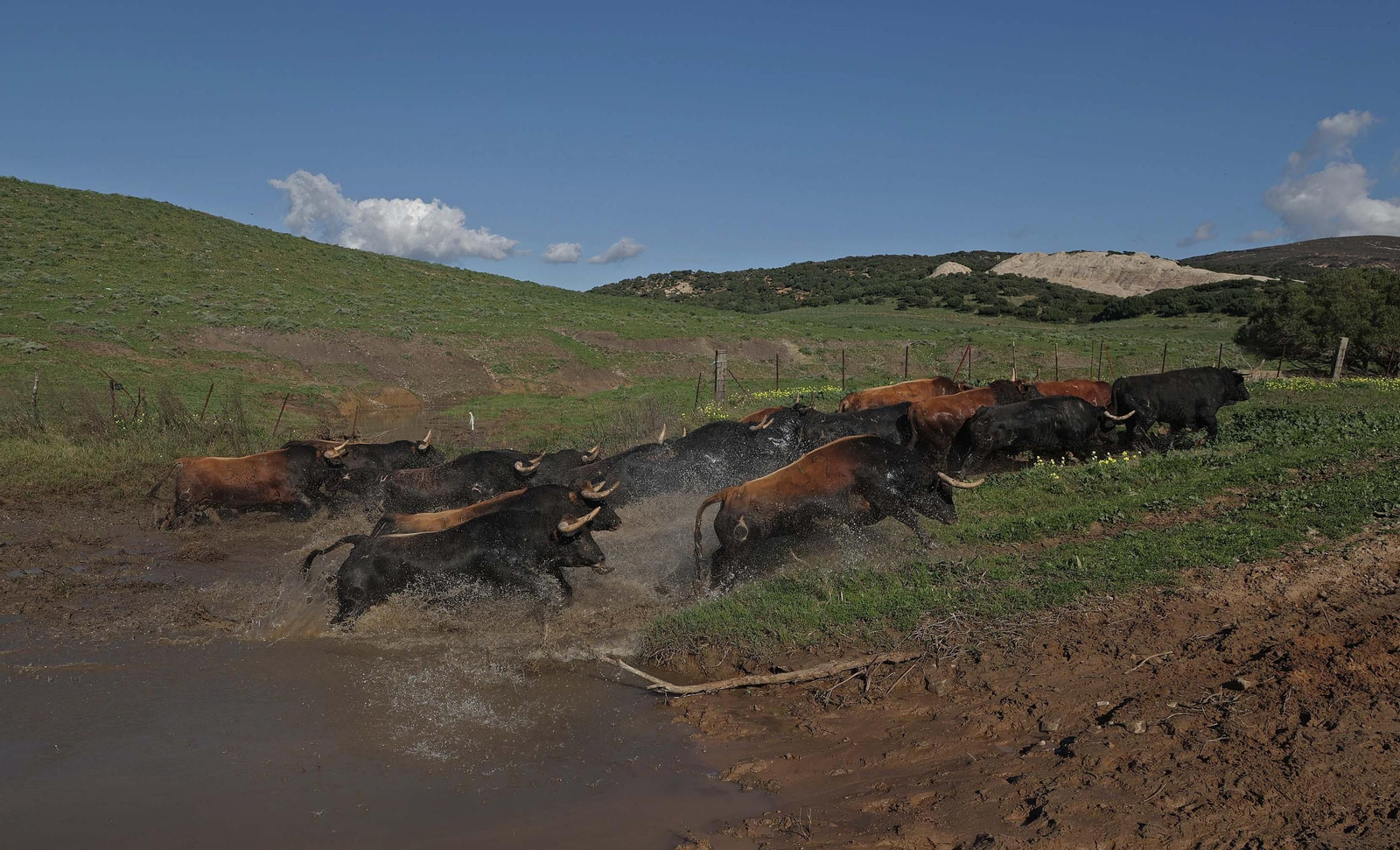 Los toros de La Palmosilla repiten en Pamplona por quinto San Fermín consecutivo, en imágenes