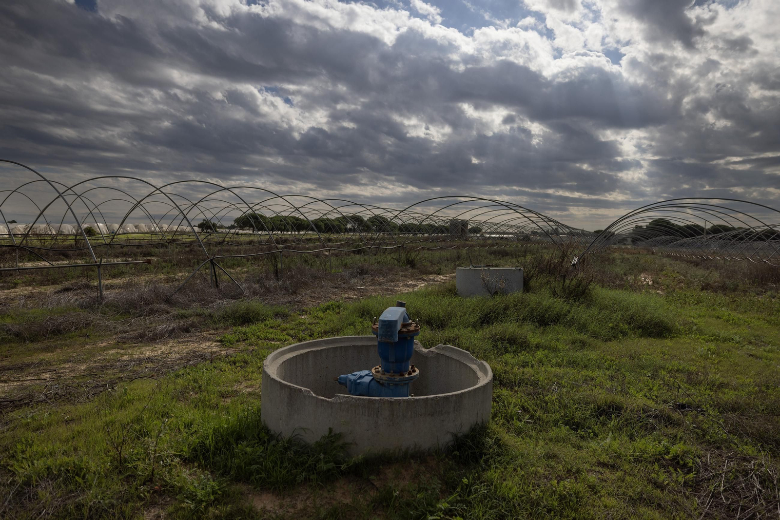 Las fotos de los cultivos en Doñana después del acuerdo sobre la regulación de regadios