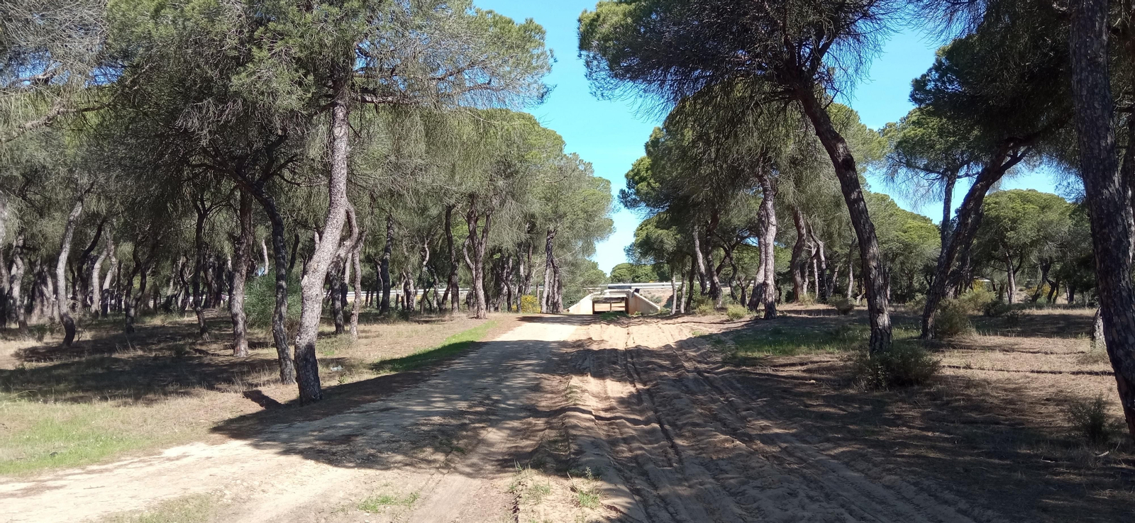 Las imágenes de la ruta de las salinas del Astur y los pinares de Punta Umbría