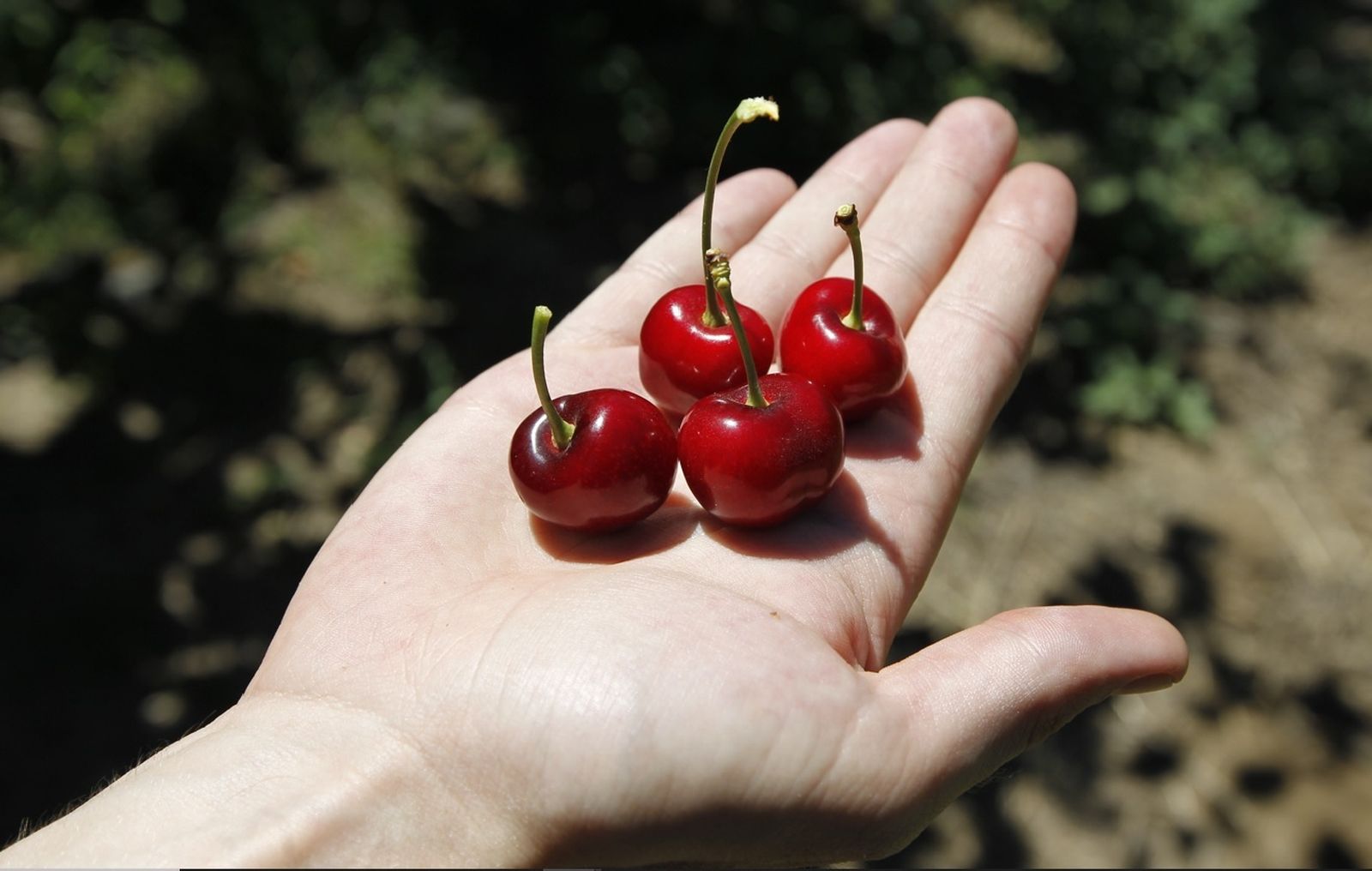La superficie de producción de cereza en Granada decrece pero sigue siendo la mayor de Andalucía