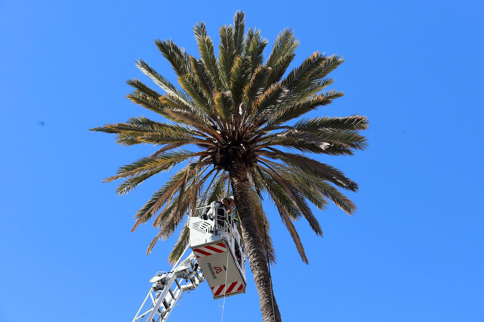Triste adiós a la palmera más famosa de Huelva: Imágenes de sus 130 años de historia