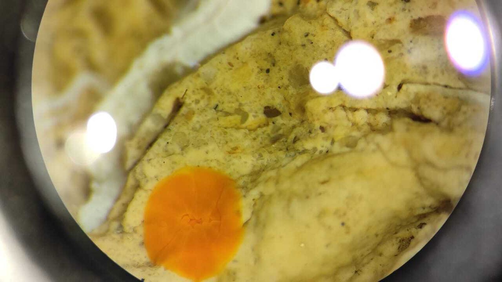 Larva fijada y metamorfoseada a pólipo.