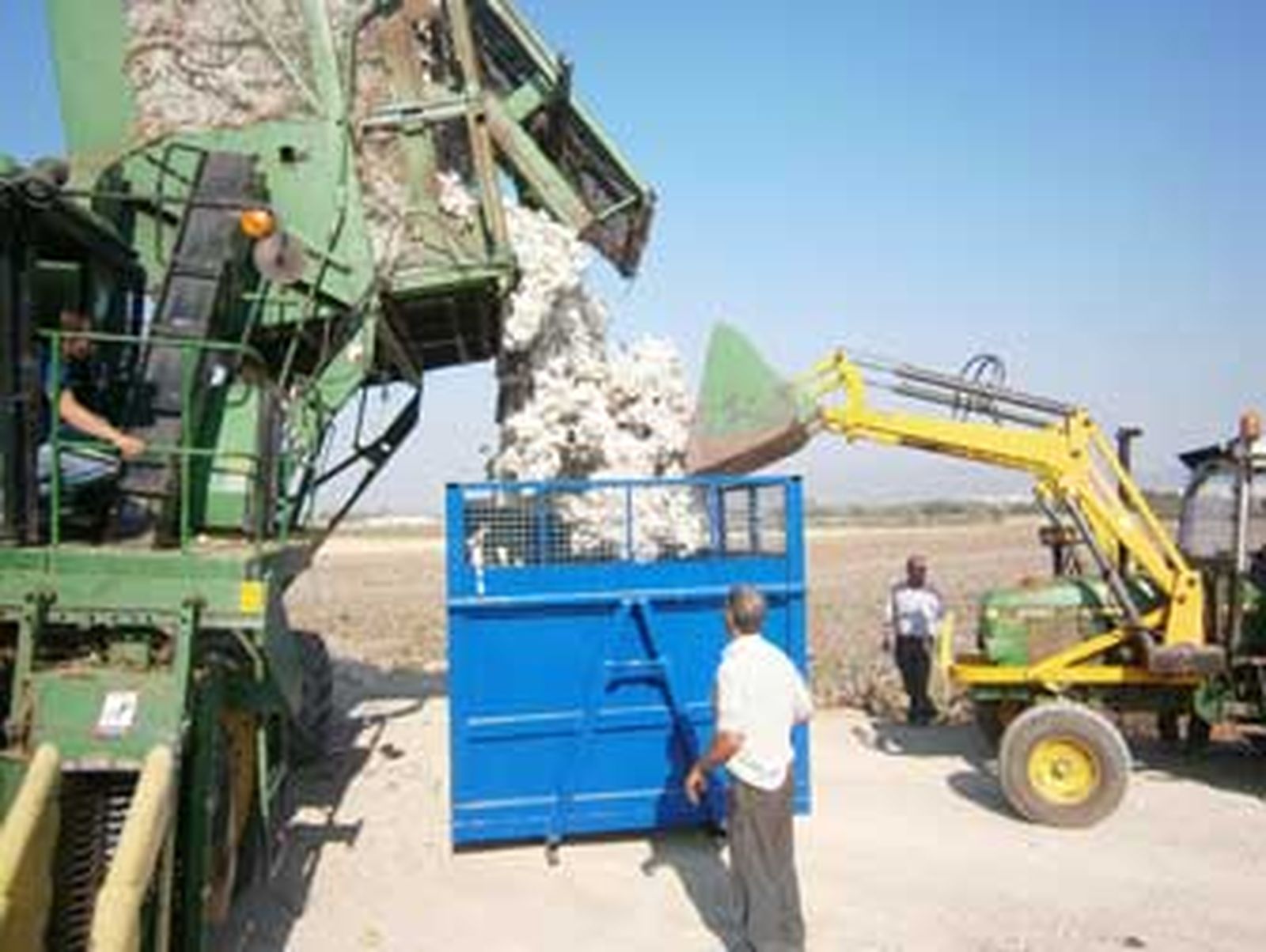 El algodón repite aforo y mantiene precio