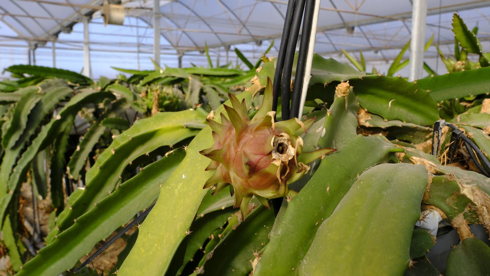 Jornada de puertas abiertas en la Estación Experimental Cajamar Las Palmerillas, en fotos
