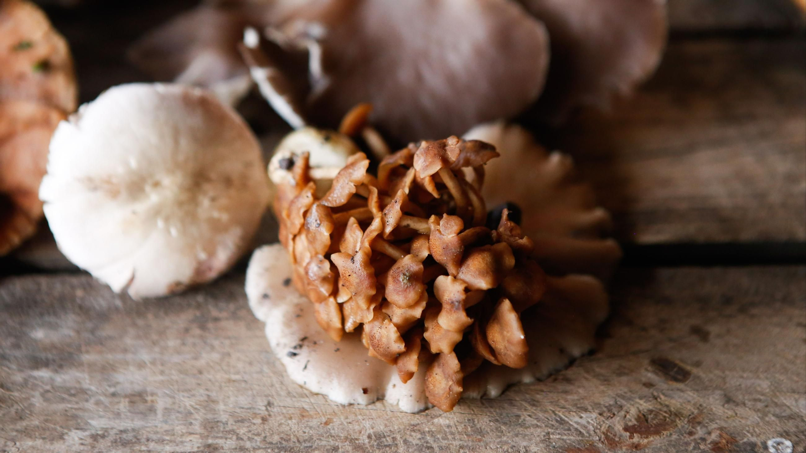 Las fotos de las XII Jornadas Micológicas del Estrecho en Los Barrios