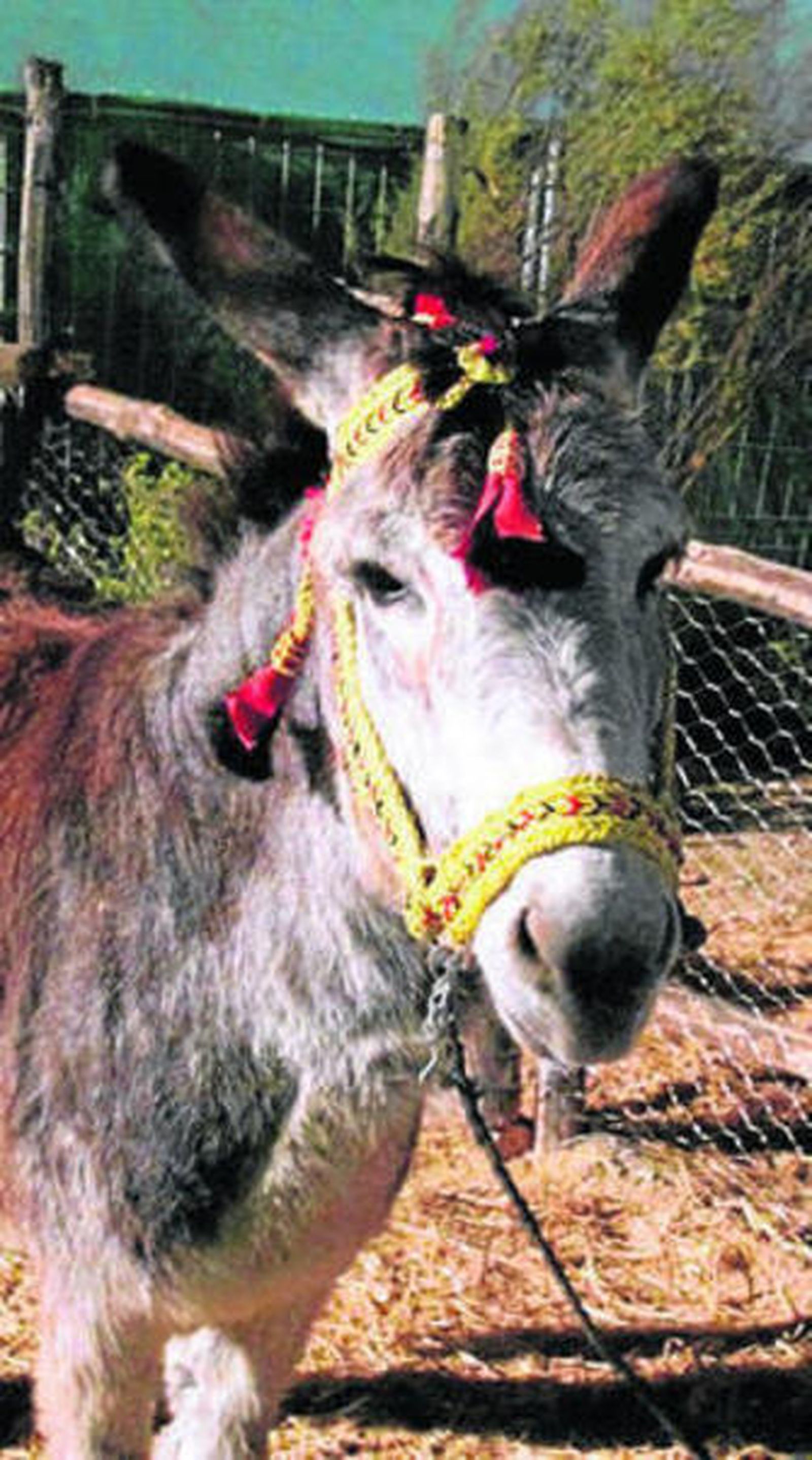 Estampas navideñas para recrear un Belén Viviente en Antas