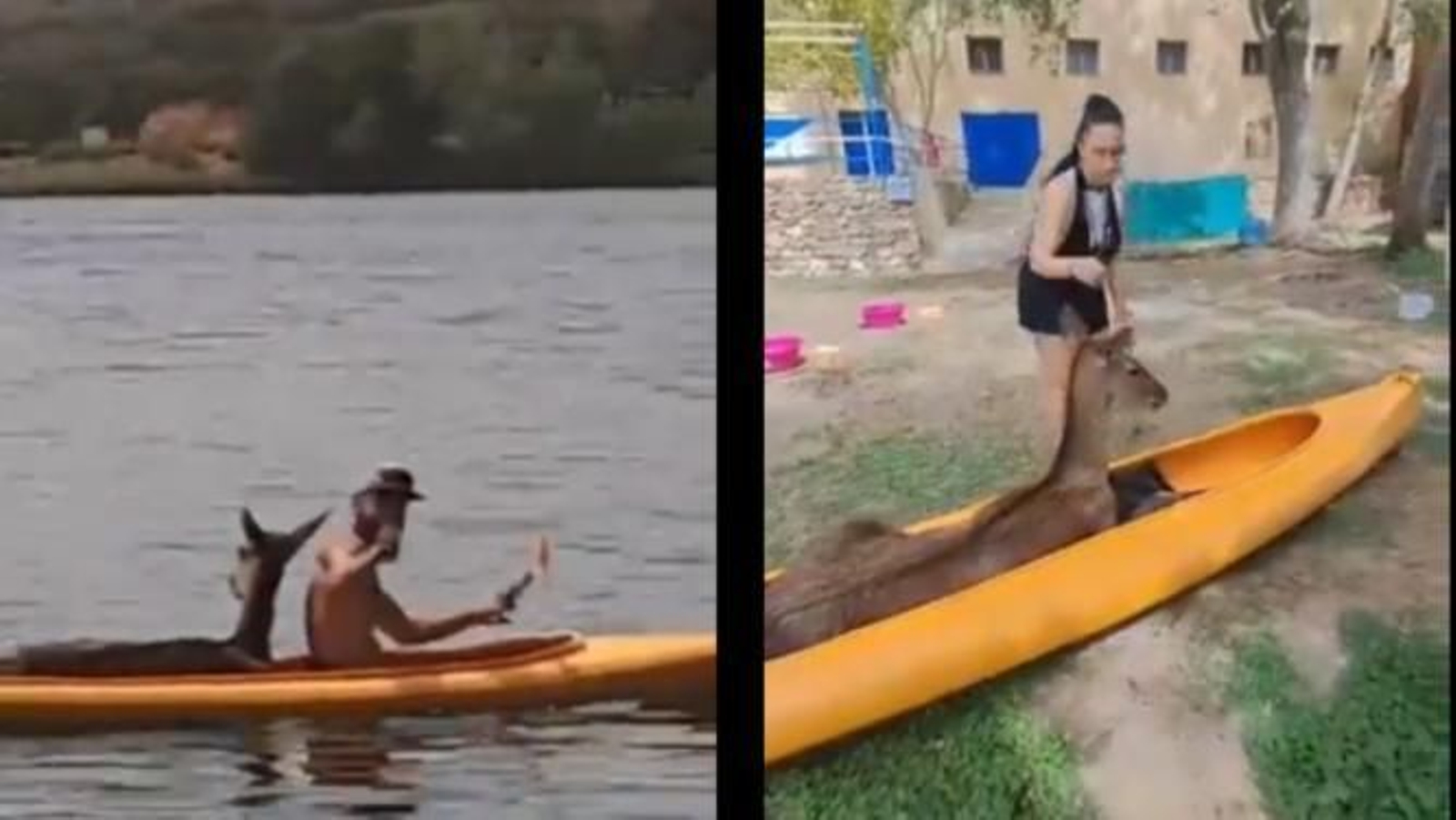 Un hombre rescata a una cierva desorientada atrapada en las aguas de las Lagunas de Ruidera