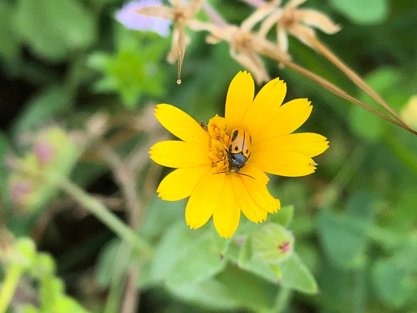 Las fotografías de la primavera en la Campiña de Córdoba