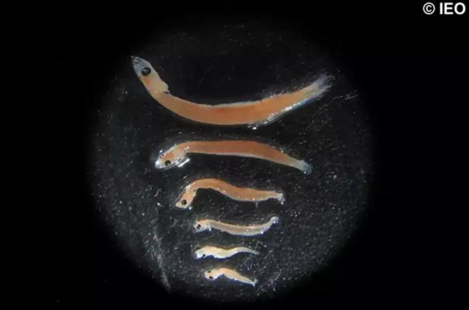 Estudio sobre la cría del boquerón