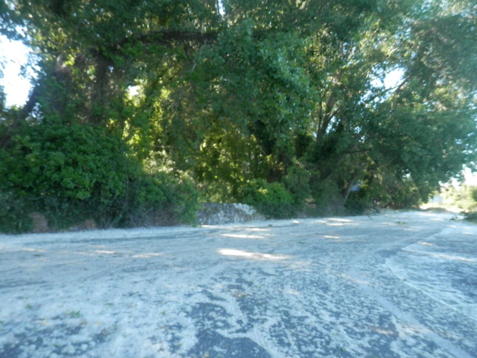 El ‘espelechao’ de los chopos en Fuenteheridos.