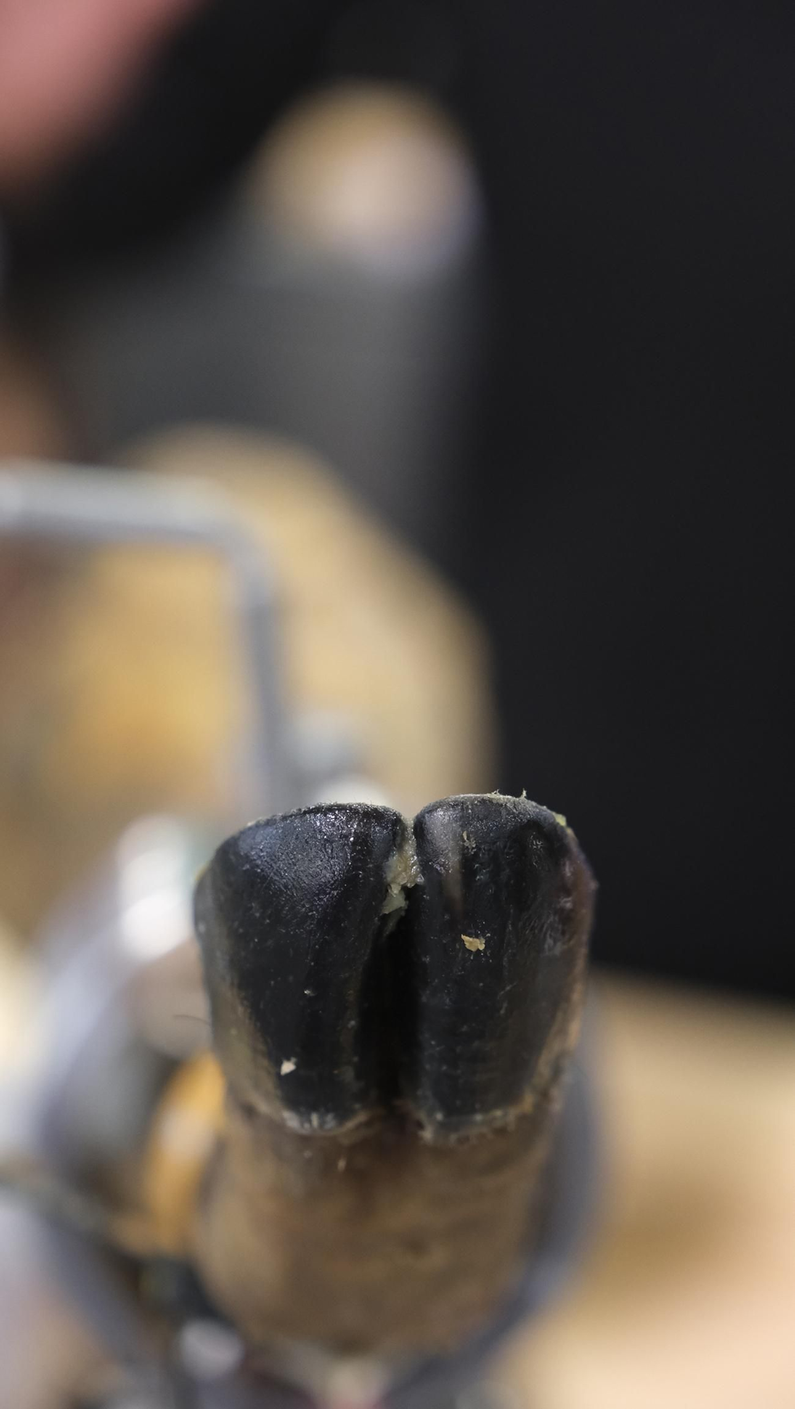 Restaurante Jamonería Antonio Ortuño, en el Mercado Central de Almería