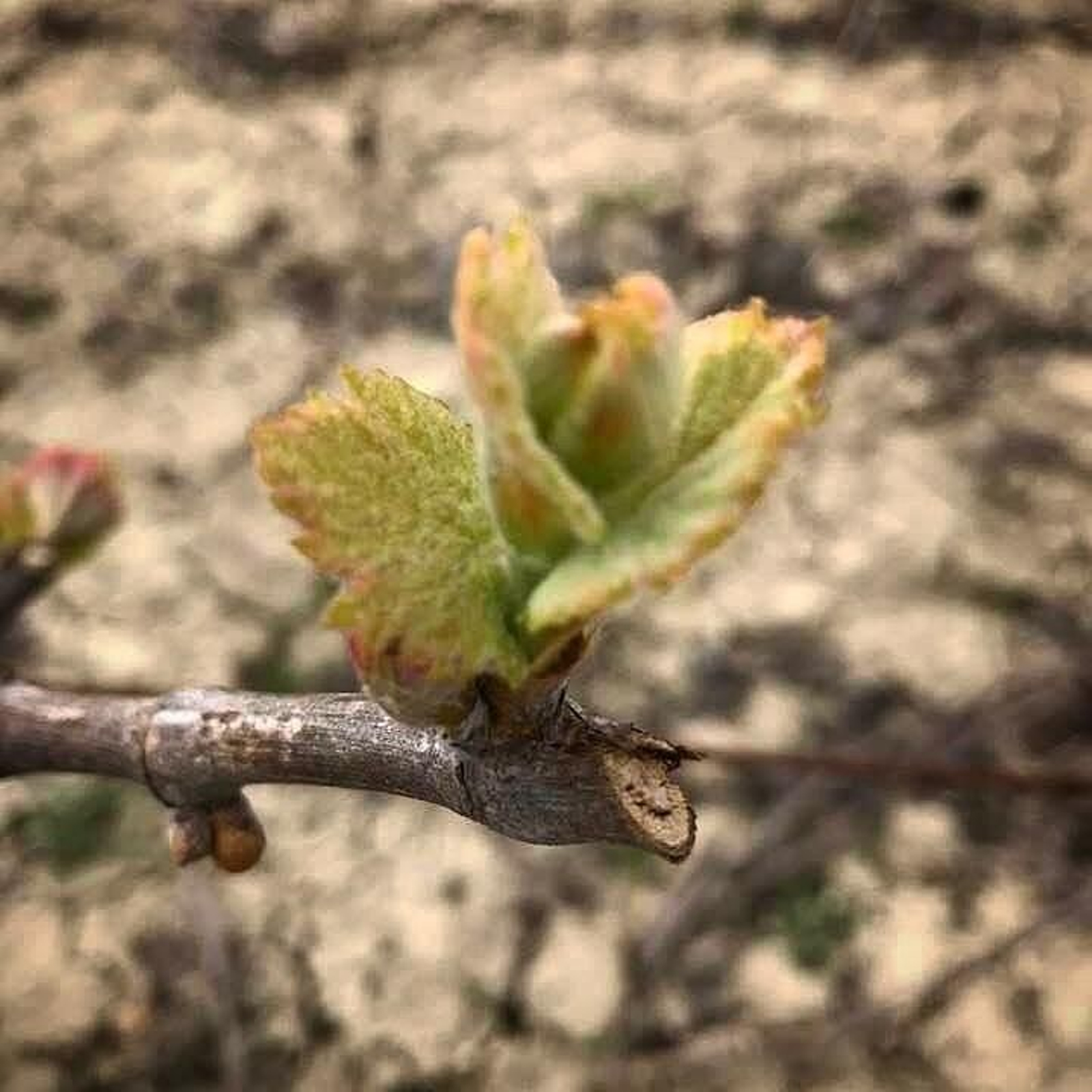 Imagen de los primeros brotes de la vid en una viña del Marco