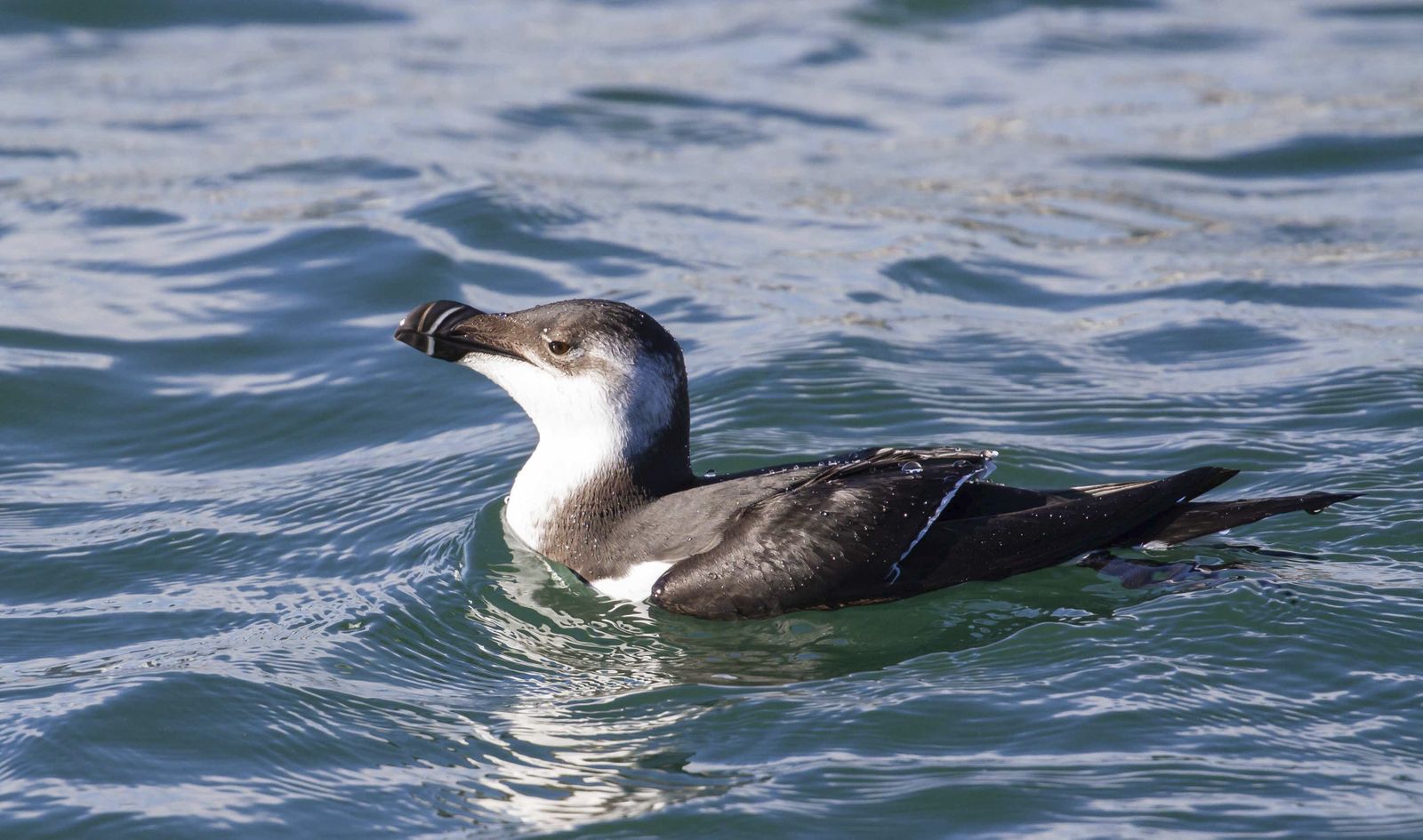 El ave marina guarda parecido con los pingüinos.