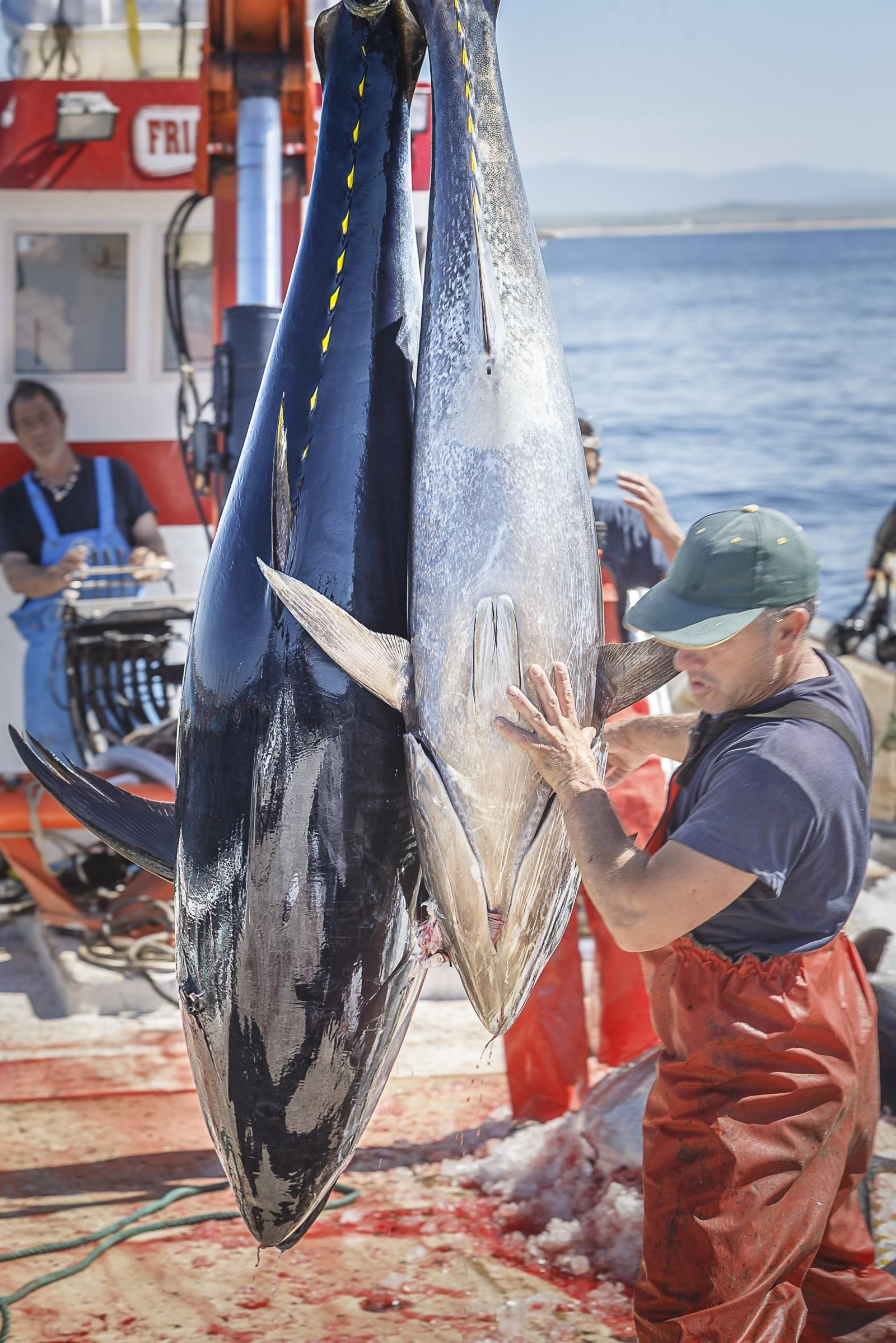 Un almadrabero sube un atún a bordo durante una 'levantá'.