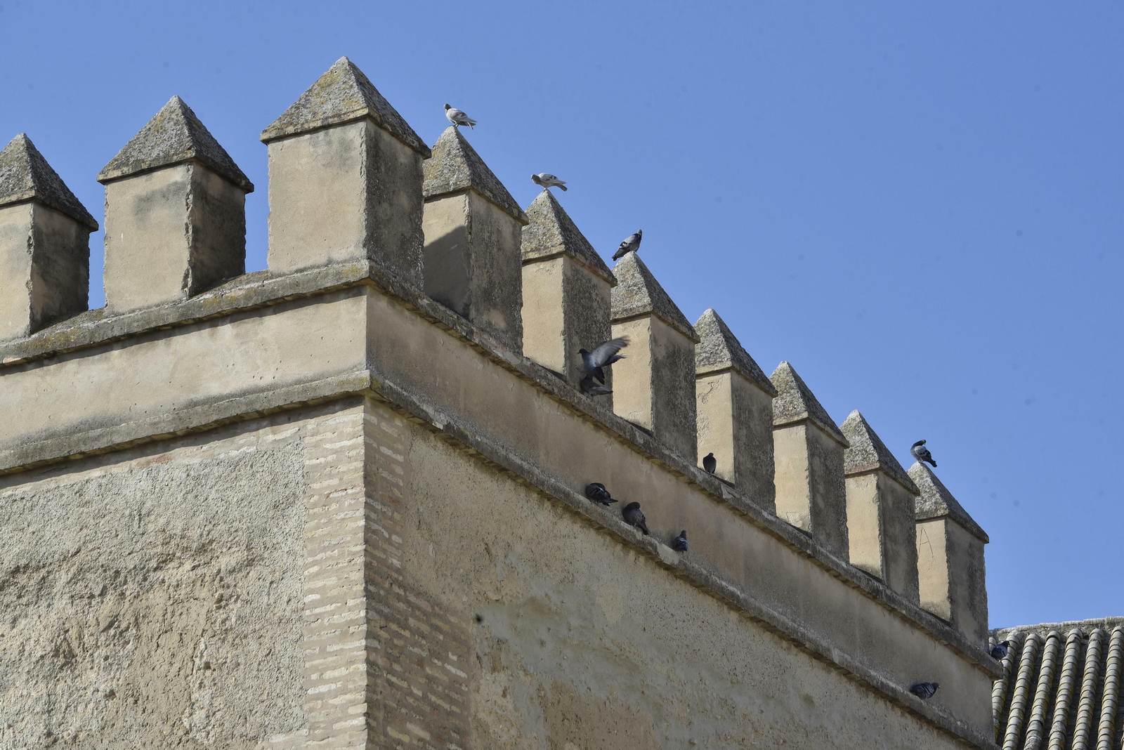 Marchena, en imágenes