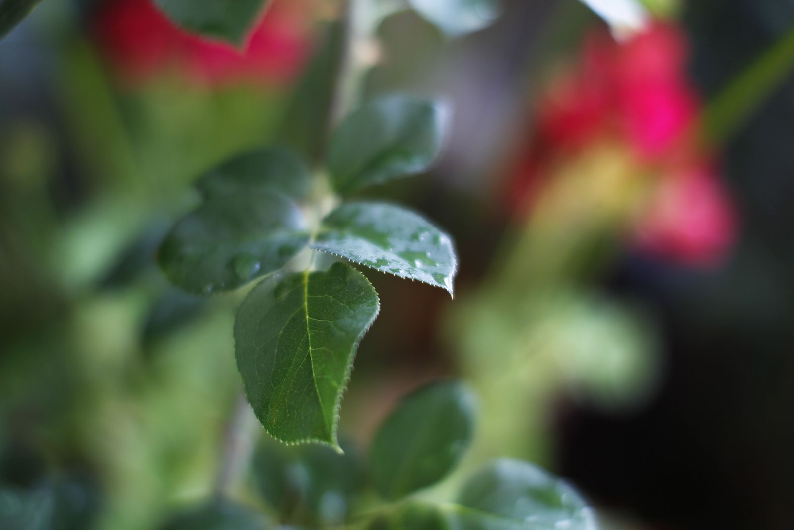 Fotogalería plantas para el Día de la Madre en Suministros Tripiana