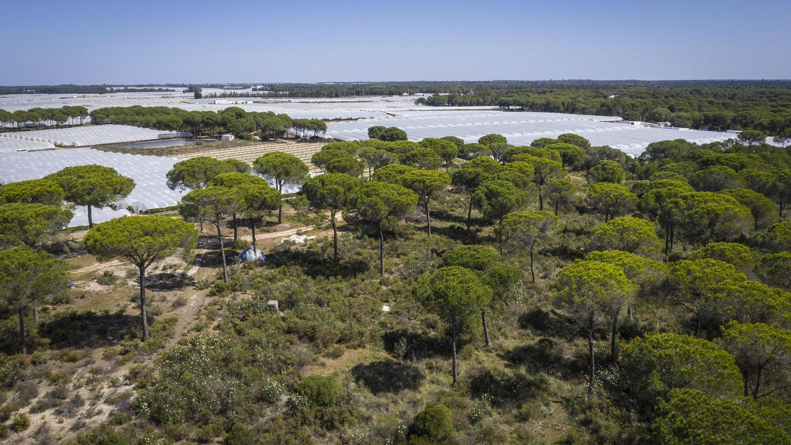 Cultivos en Doñana. Cultivos en Doñana.