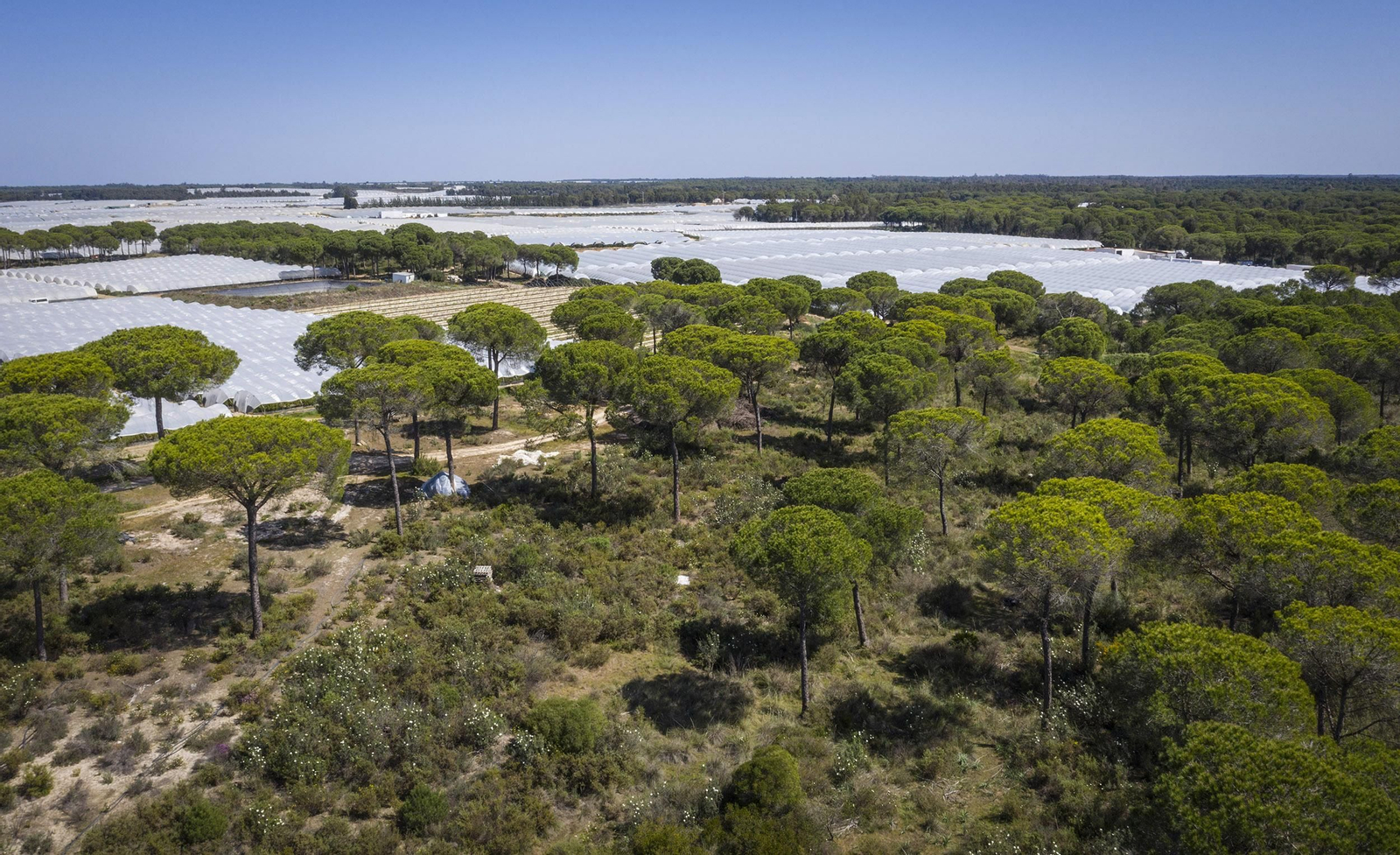 Cultivos en Doñana.