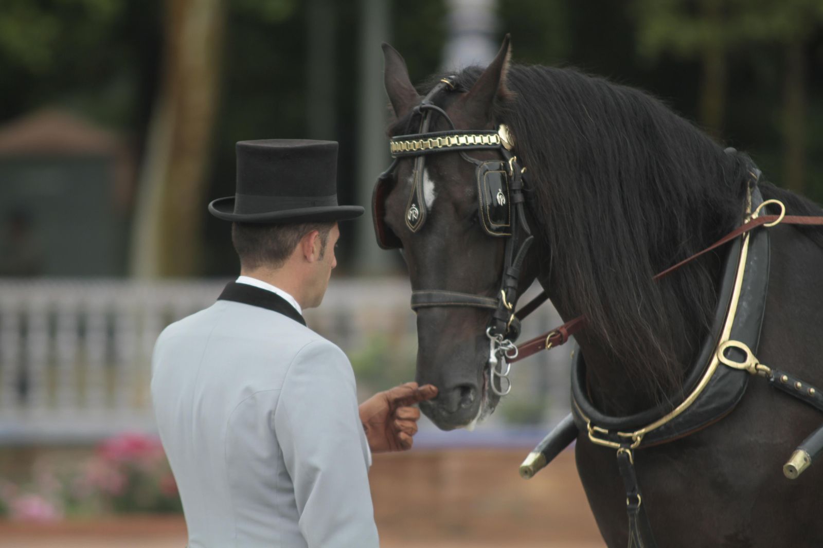 Los mejor del Concurso Internacional de enganches de Sevilla