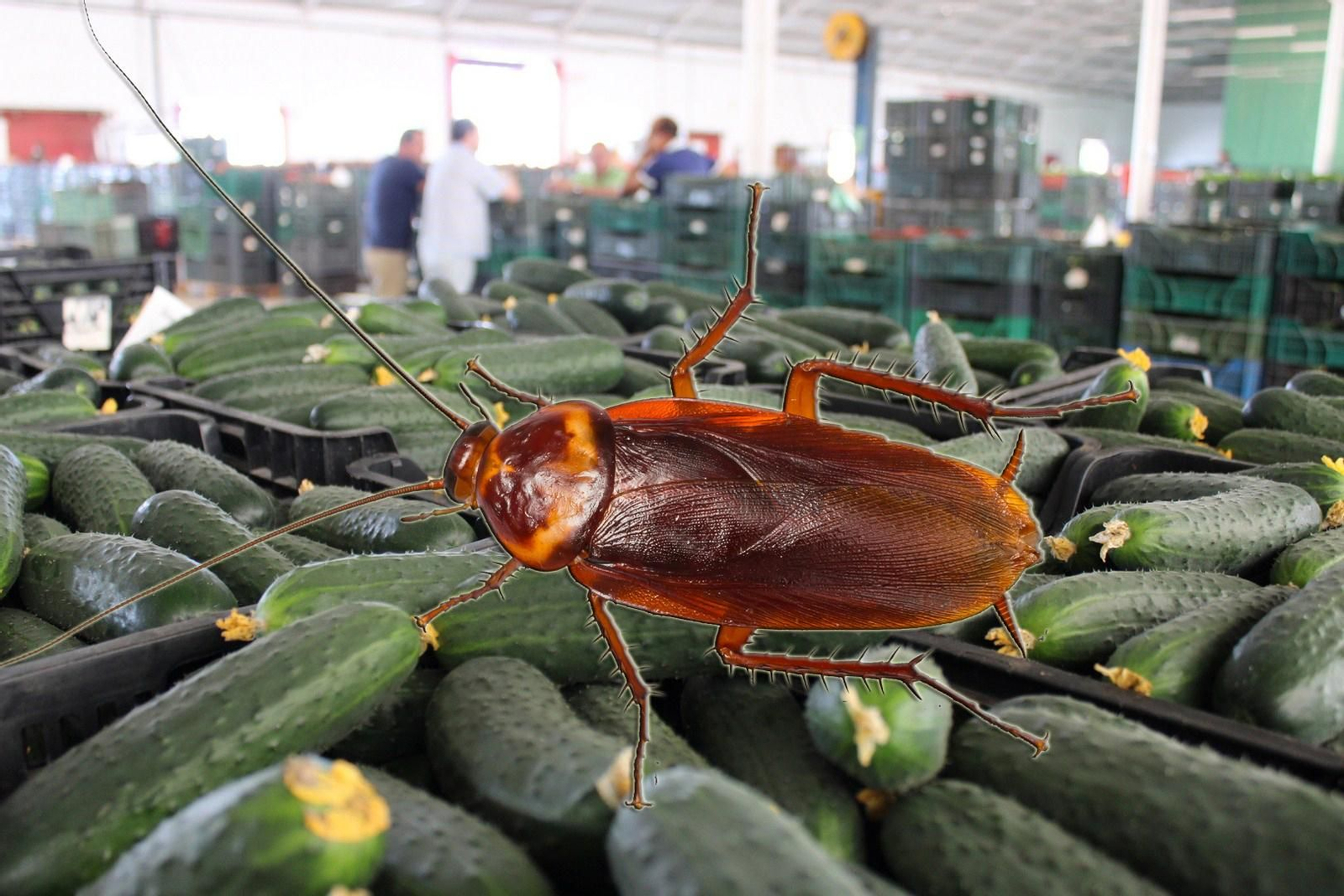 El pepino, un potente repelente natural contra las cucarachas