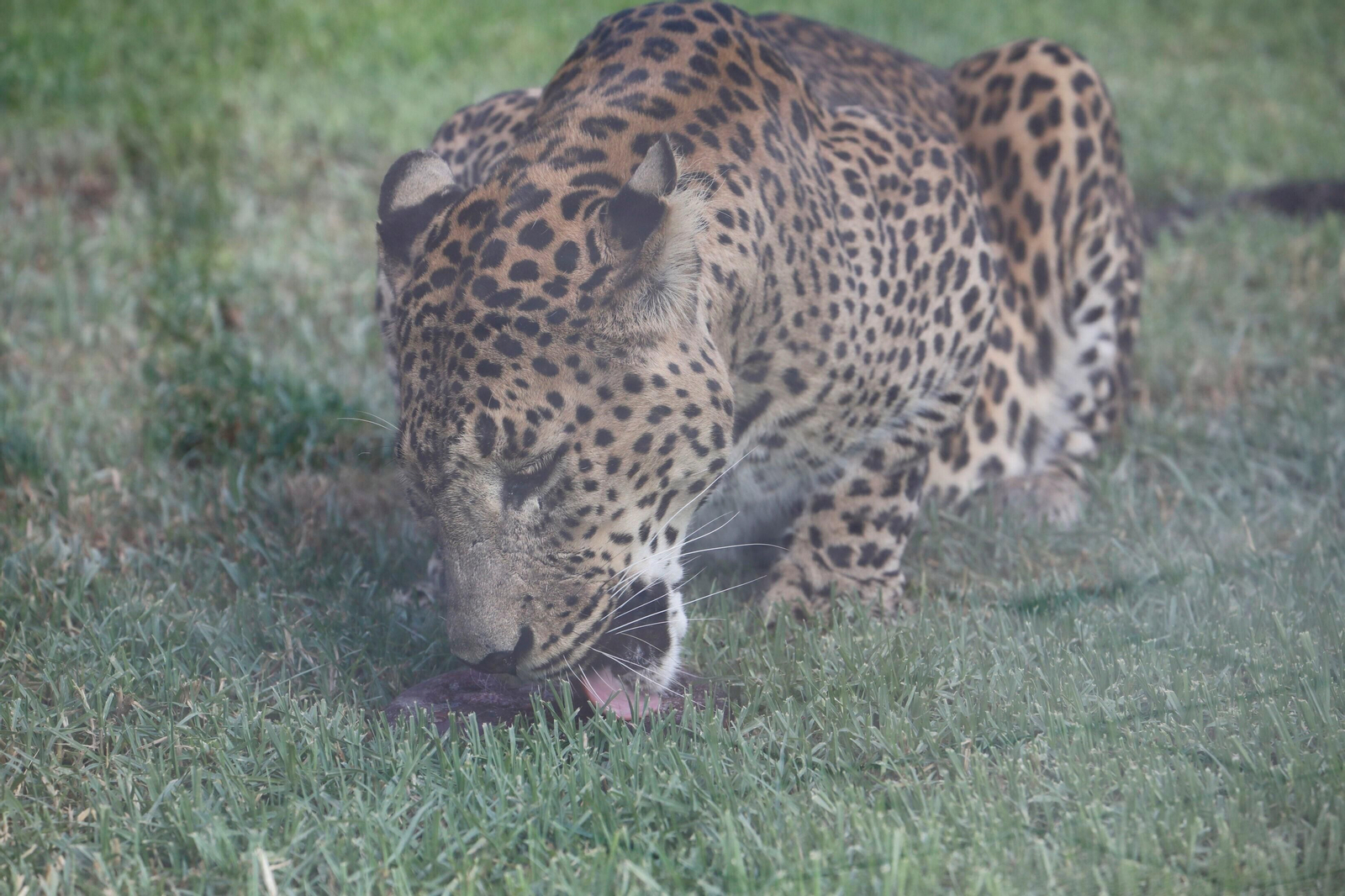 Fotogalería: Así viven los animales del Zoo de Córdoba los meses de verano