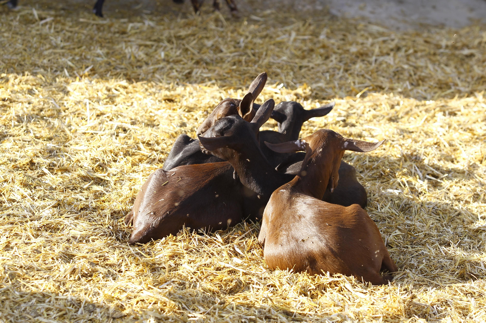 Cati Guirao, una ganadera hecha a sí misma, en imágenes