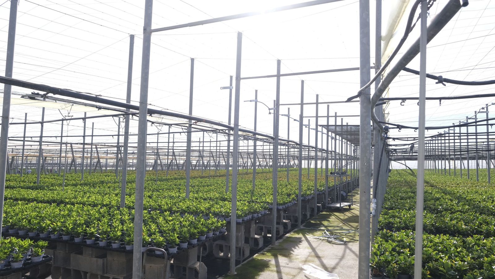 Los efectos del temporal de viento en los invernaderos, en imágenes