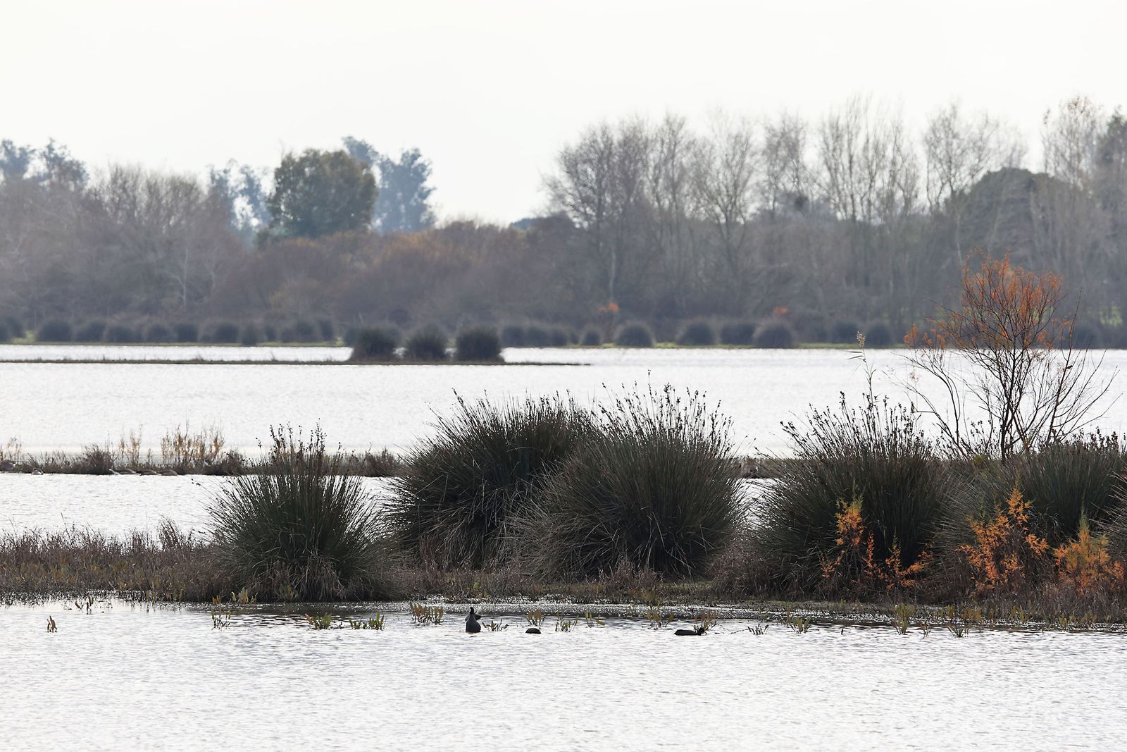 Estado actual en el que se encuentran las Marismas del Rocío tras las últimas lluvias