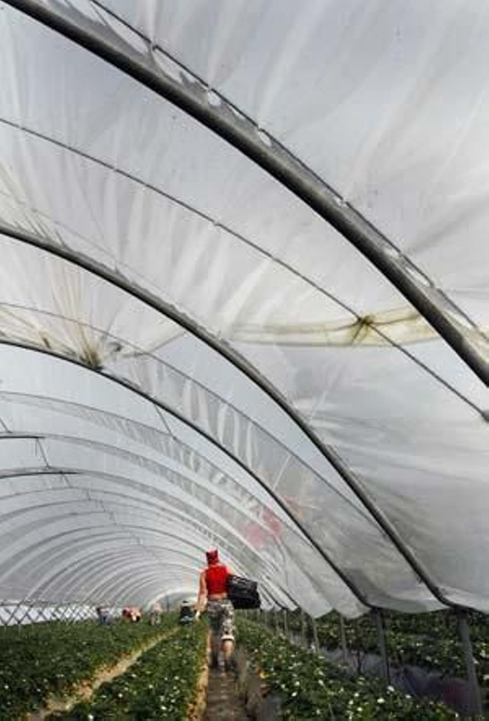 Entre Mazagón y Palos se extiende un mar blanco que oculta los campos de fresa, que oculta el lugar de ninguna parte de los africanos derrotados

Foto: Fito Carreto