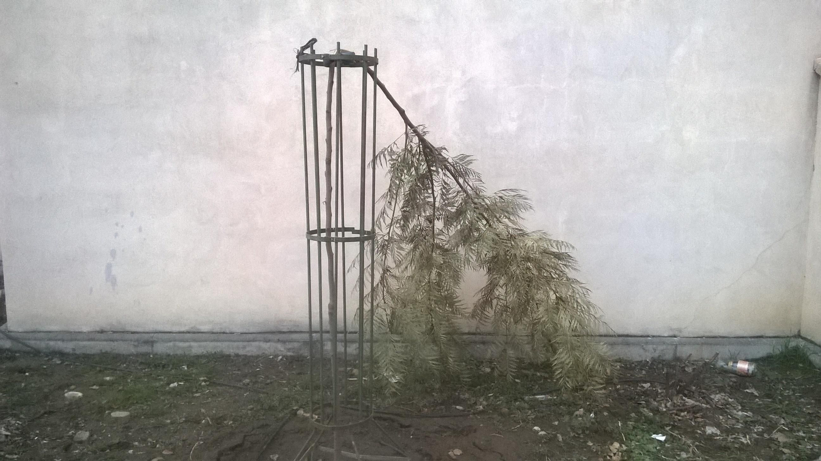 Arboricidios granadinos