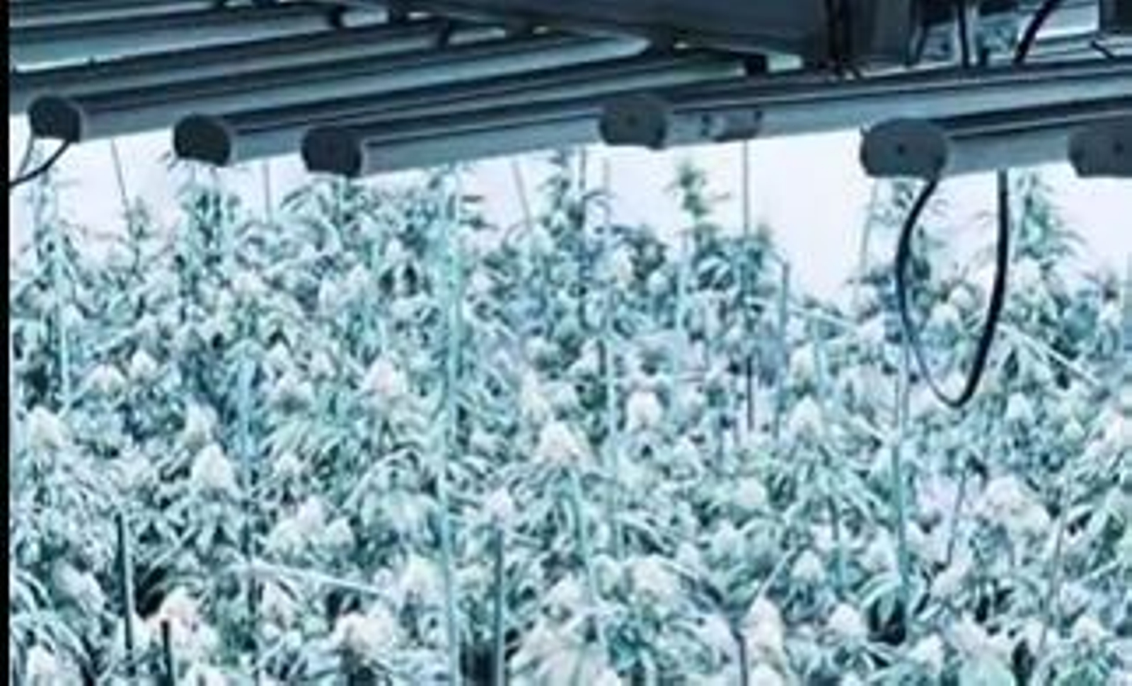 Plantación de marihuana intervenida por la Policía Local.