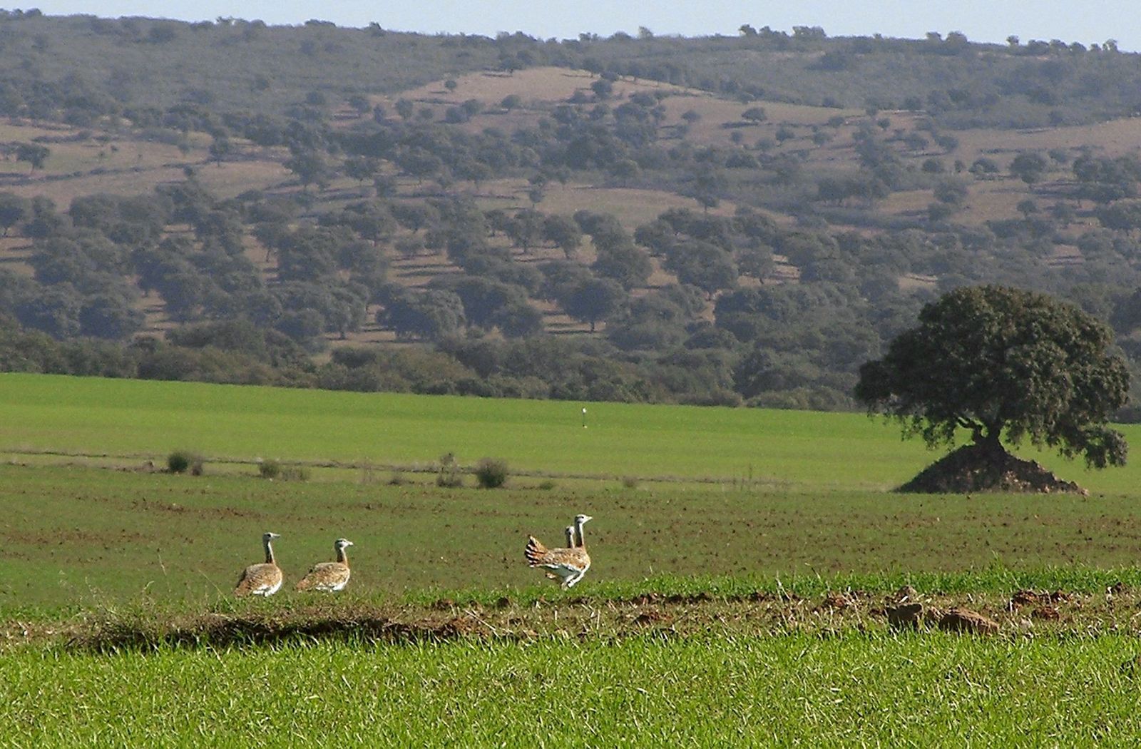 Avutardas en el Alto Guadiato.