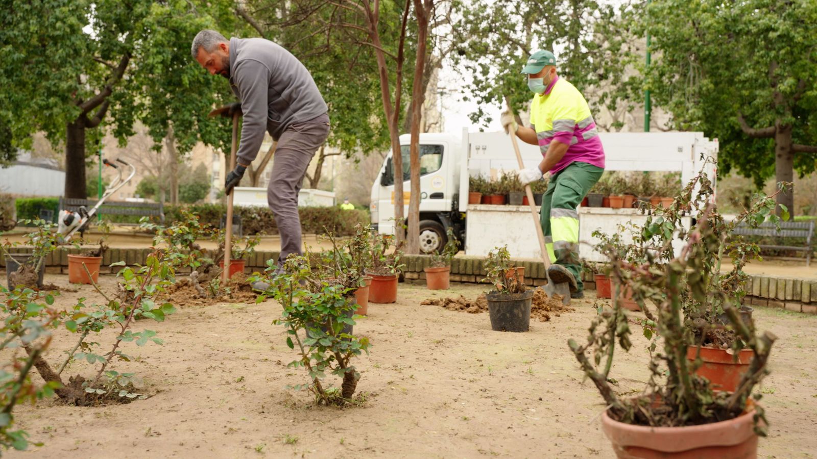 Los rosales se han llevado a otras zonas de la ciudad, sobre todo de Nervión.