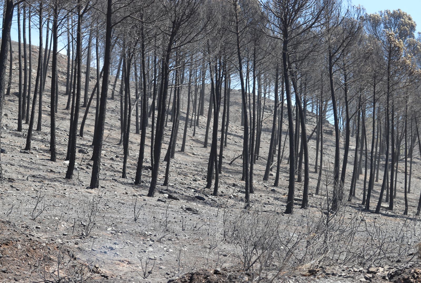 Imágenes de la devastación que deja a su paso el incendio de Almonaster la real.
