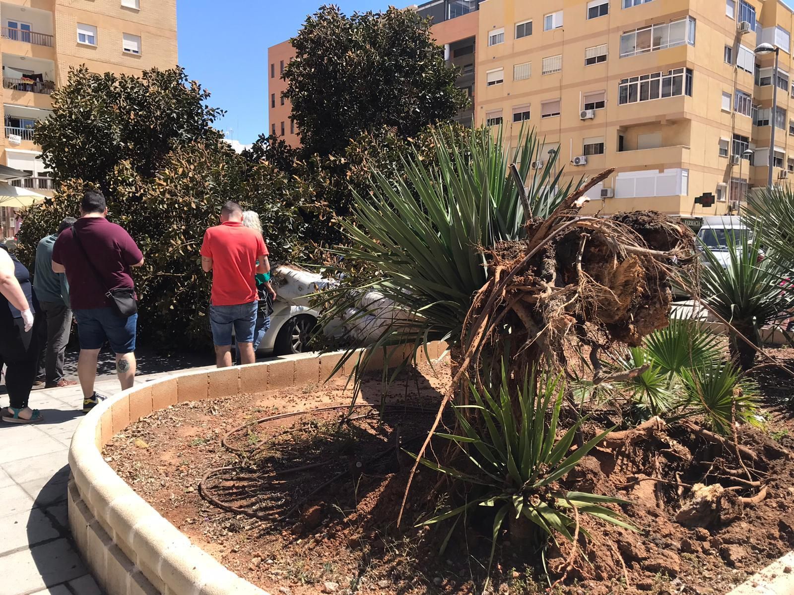 El viento derriba un árbol sobre un coche en El Zapillo