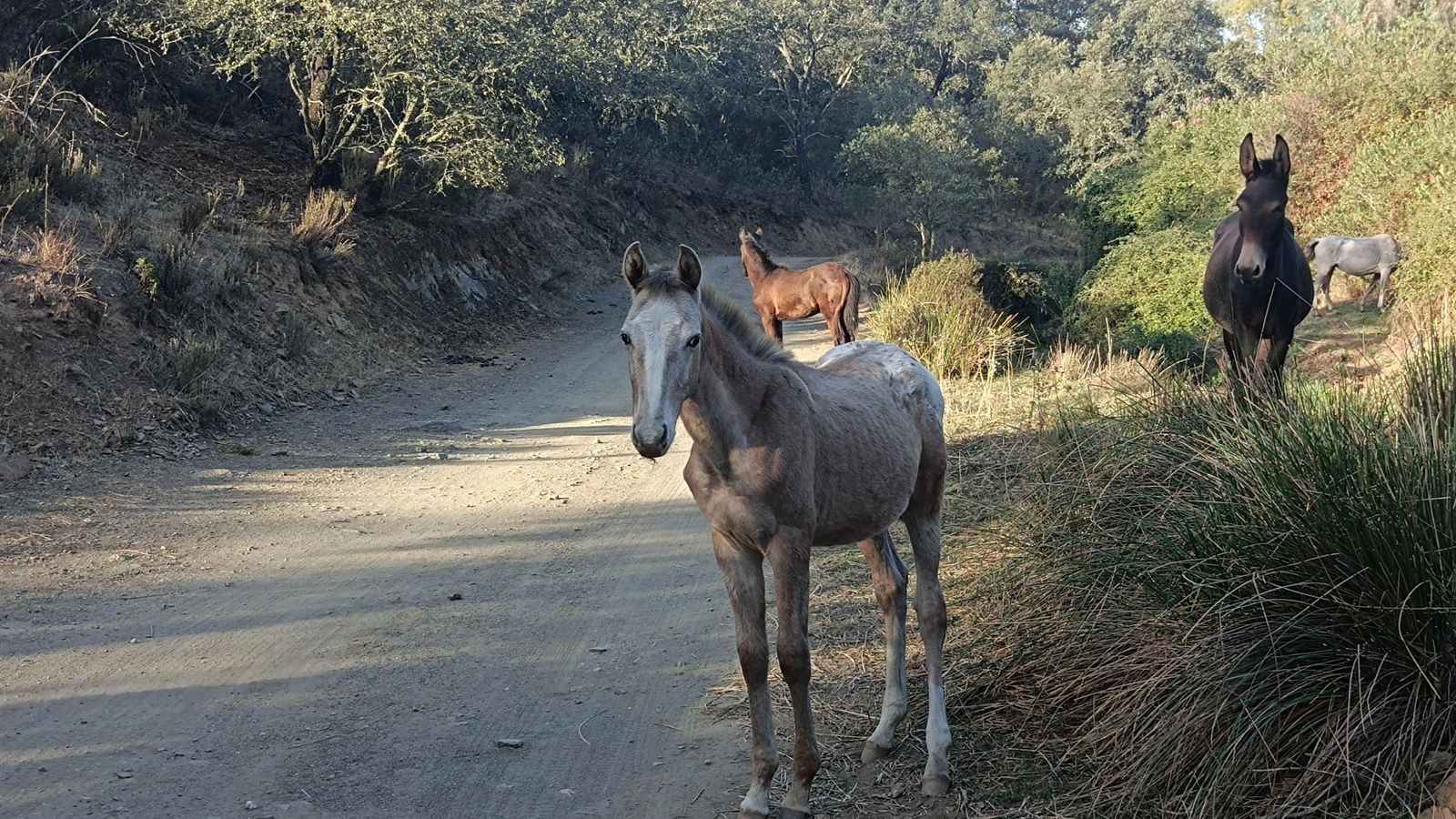 Nos encontraremos con algunos caballos sueltos por la zona.