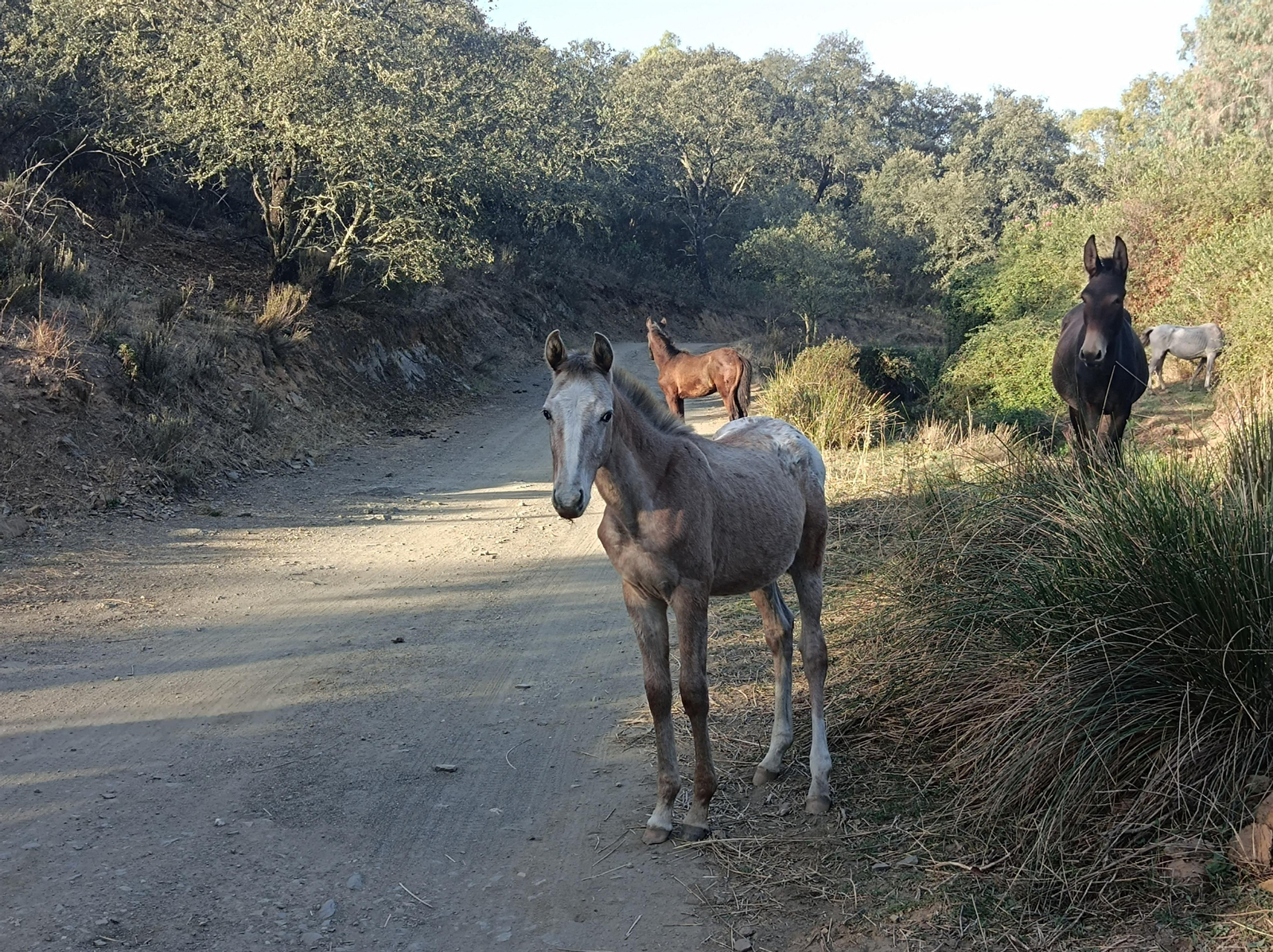 Fotos de la ruta de Los Brezales-Umbría de Santa Fe en el Ronquillo