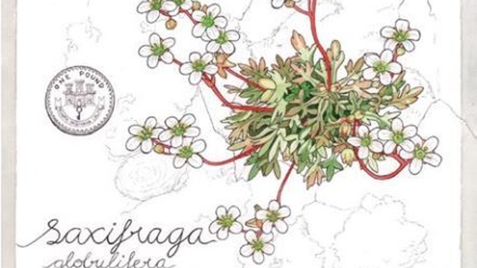 Saxifraga globulifera gibraltarica. Dibujo de Rocío Sánchez Alcaide.