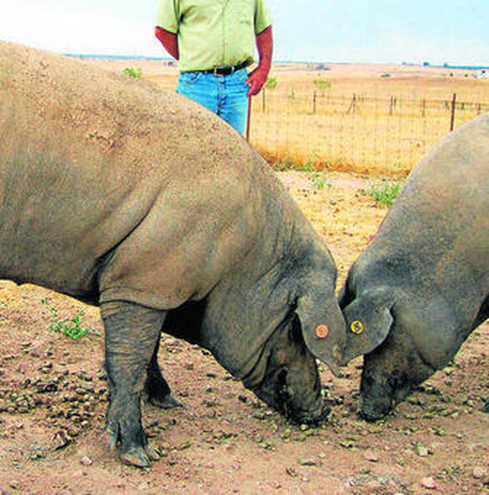 Cerdos ibéricos del Valle de los Pedroches.