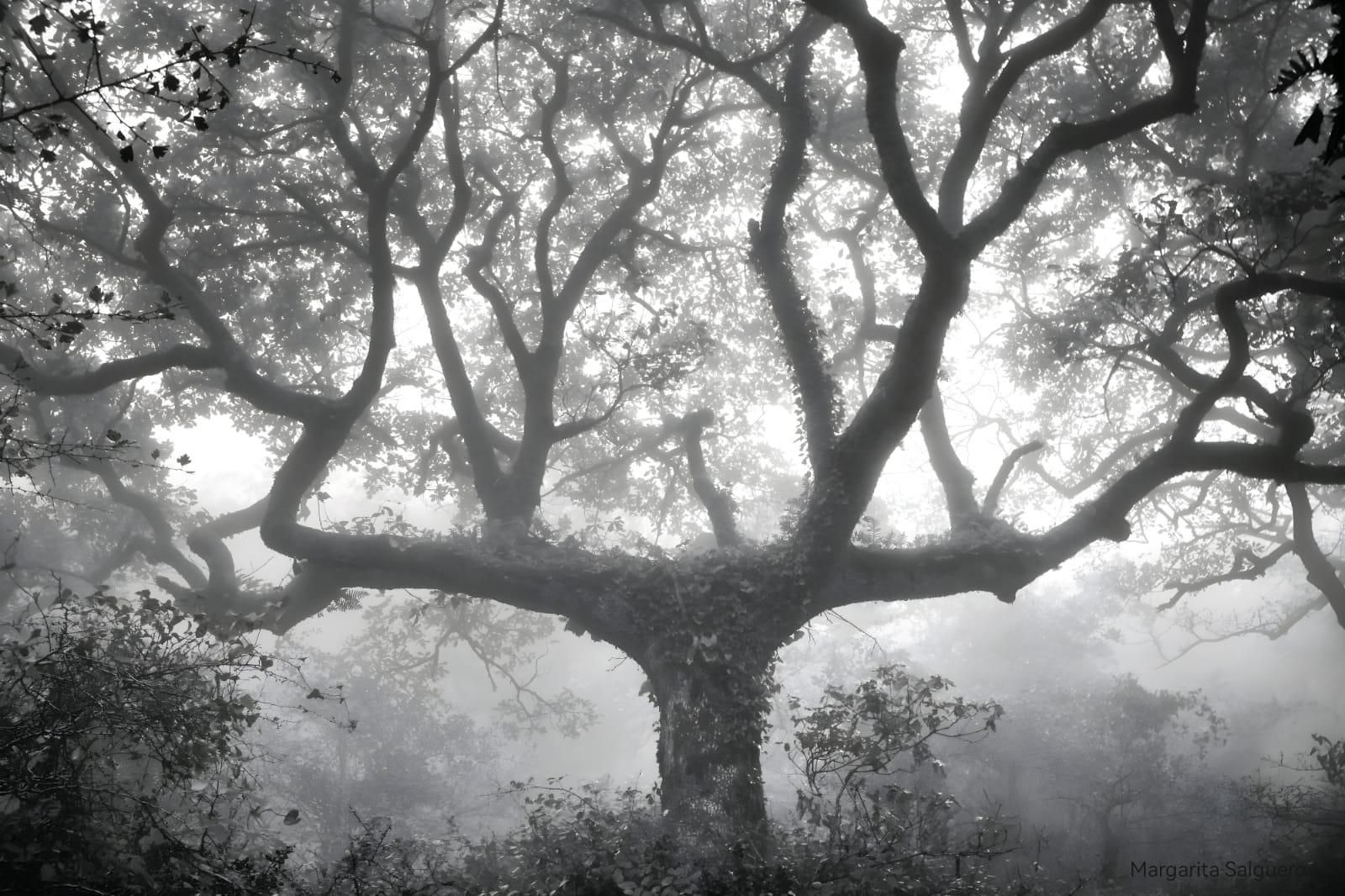 Fotos de la flora y fauna del Parque Natural de Los Alcornocales