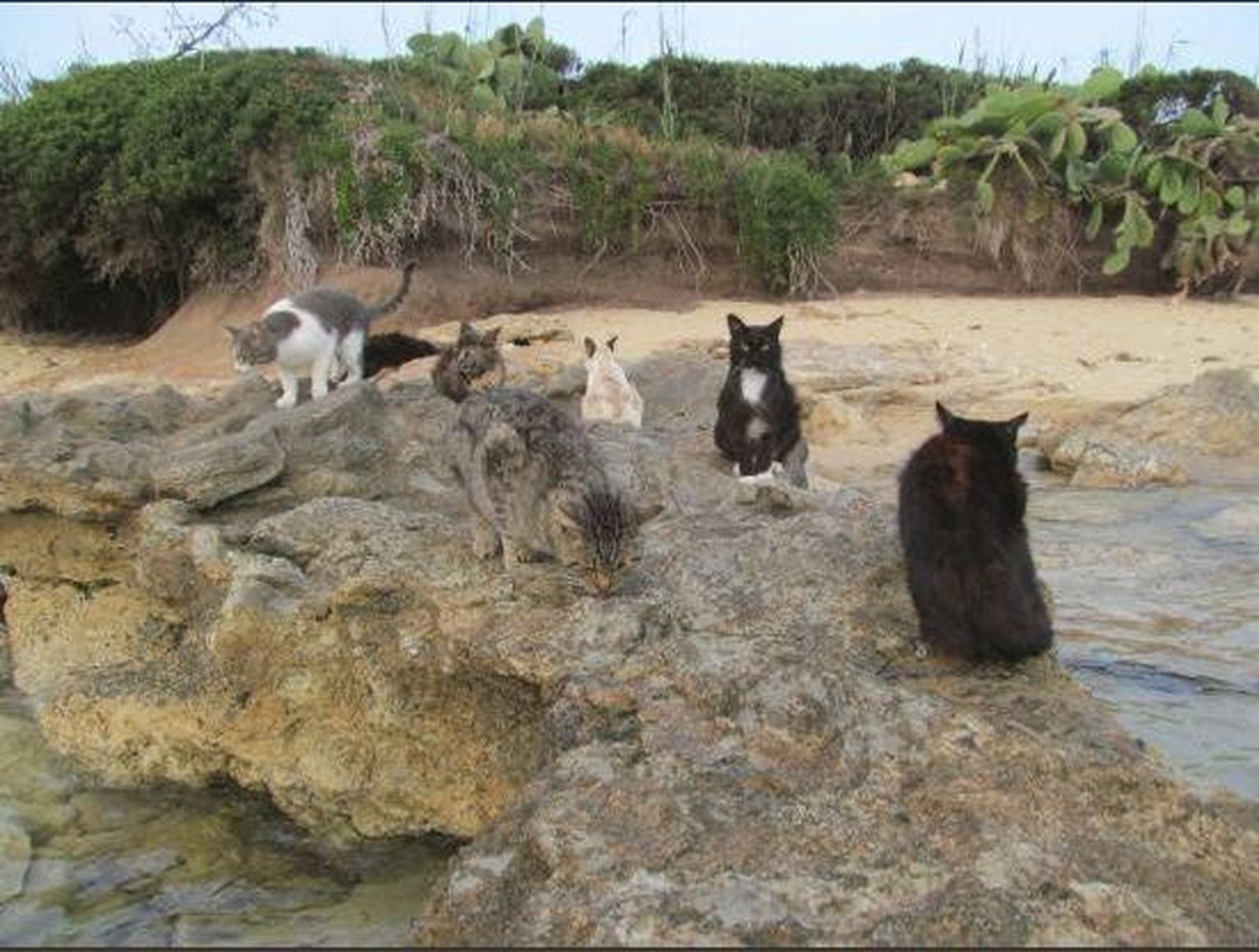 Imagen de una de las colonias de gatos en el paseo de El Aculadero.