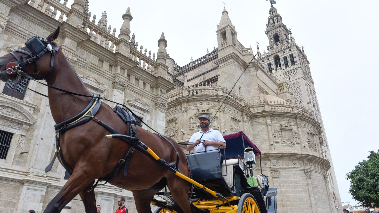 Cochero de Sevilla en el entorno de la Catedral.