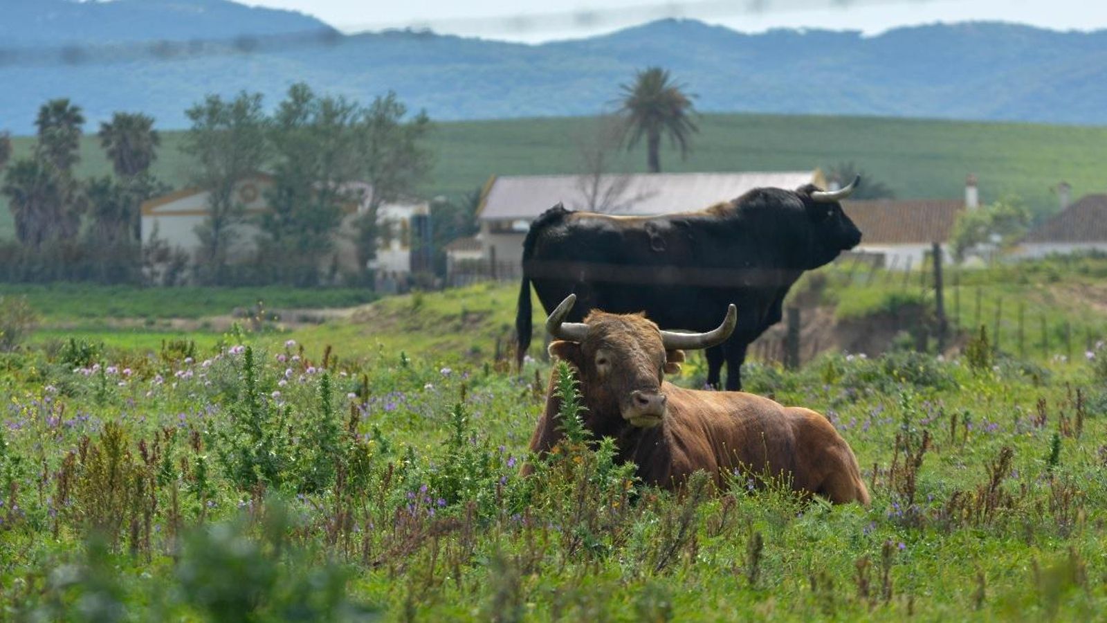 Dos ejemplares de La Palmosilla. Al fondo, el cortijo.
