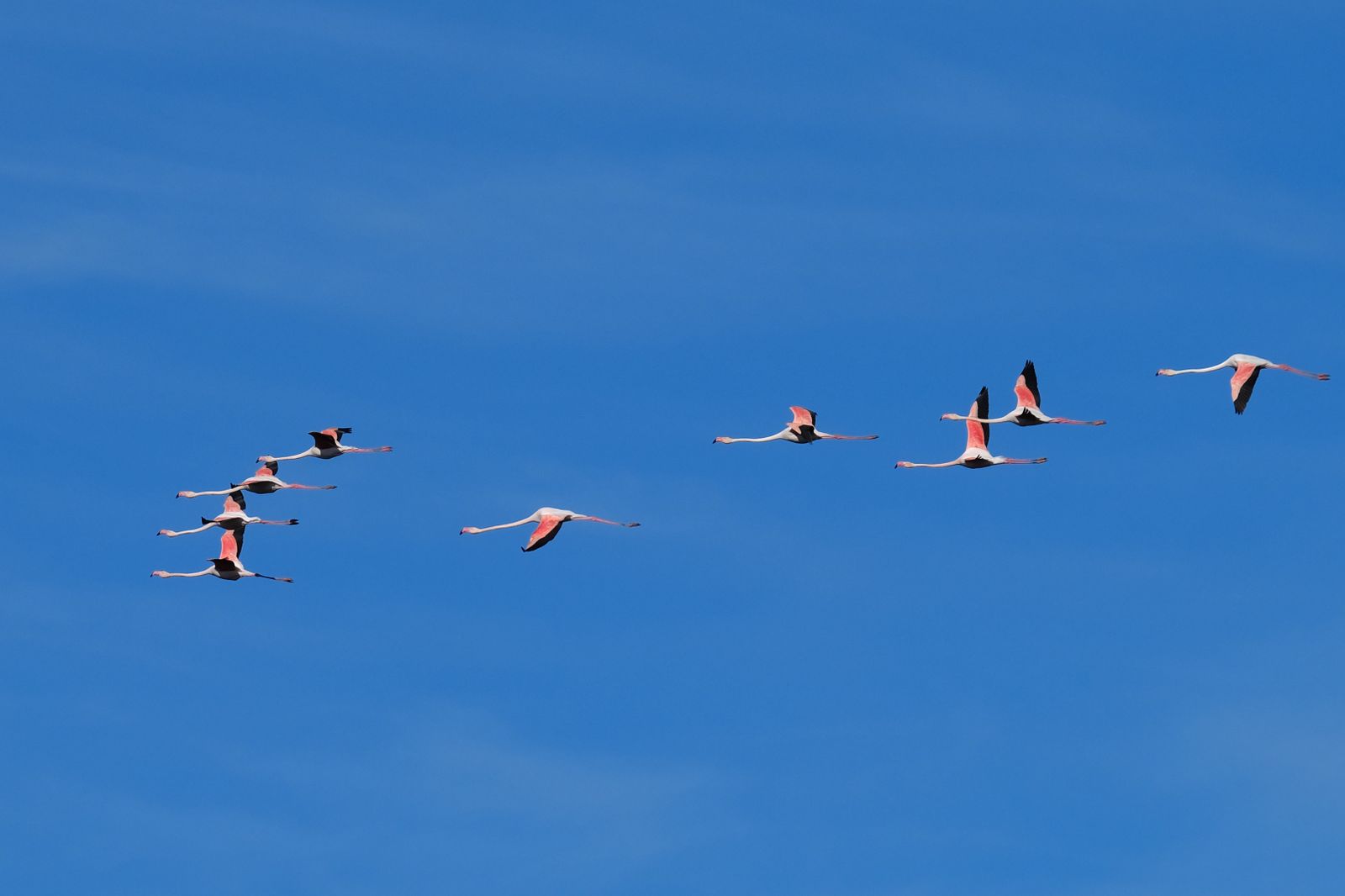 Los flamencos regresan a Fuente de Piedra, en fotos