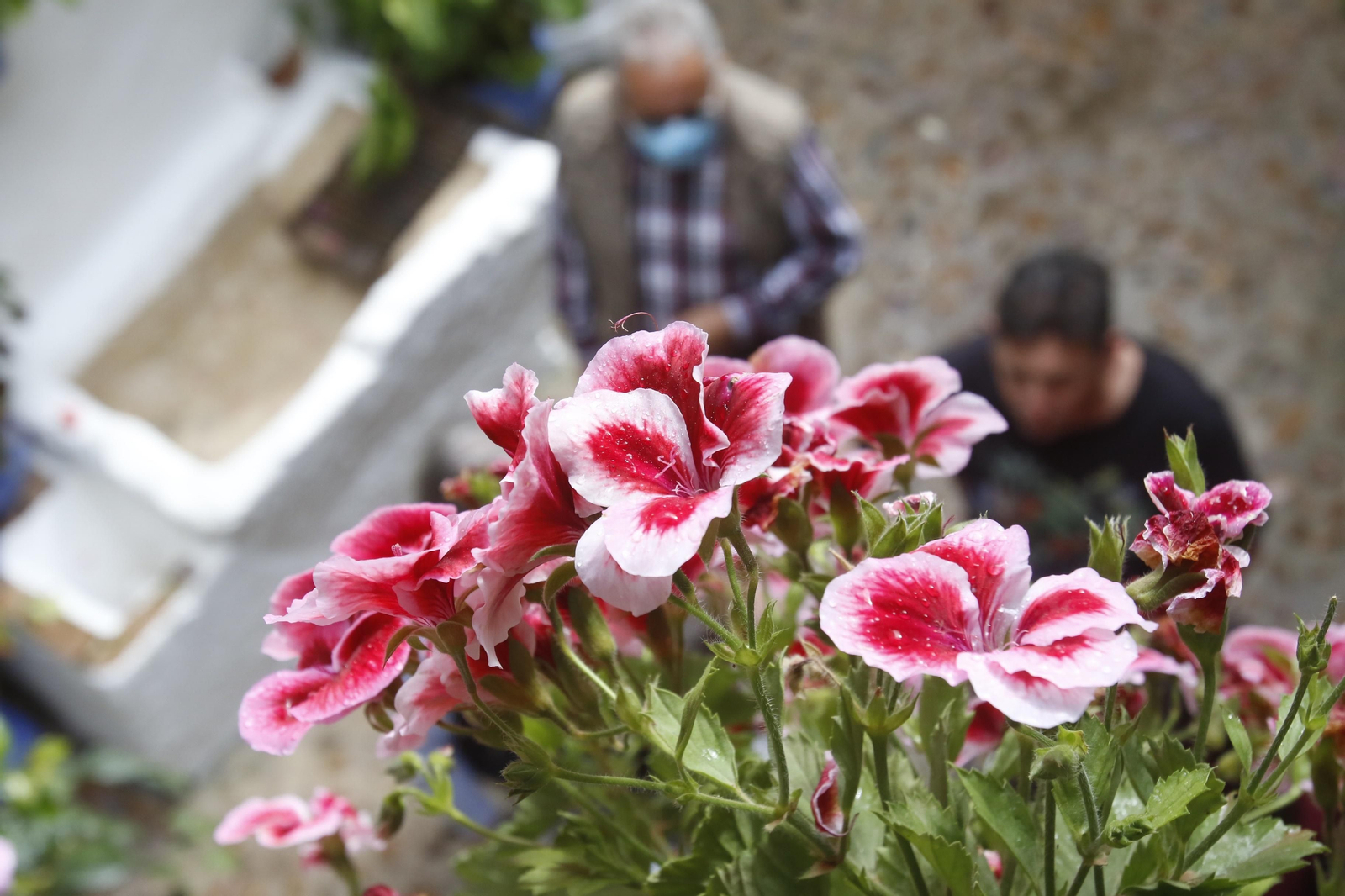Los Patios de Córdoba reciben sus primeros visitantes, en imágenes