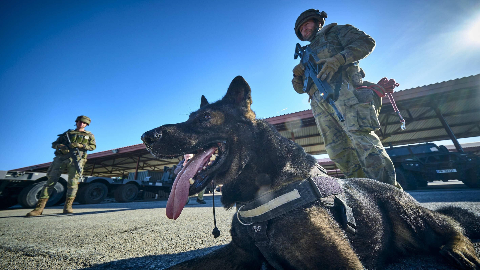 Maniobras Canex con unidades caninas de las Fuerzas Armadas, Policía y Guardia Civil