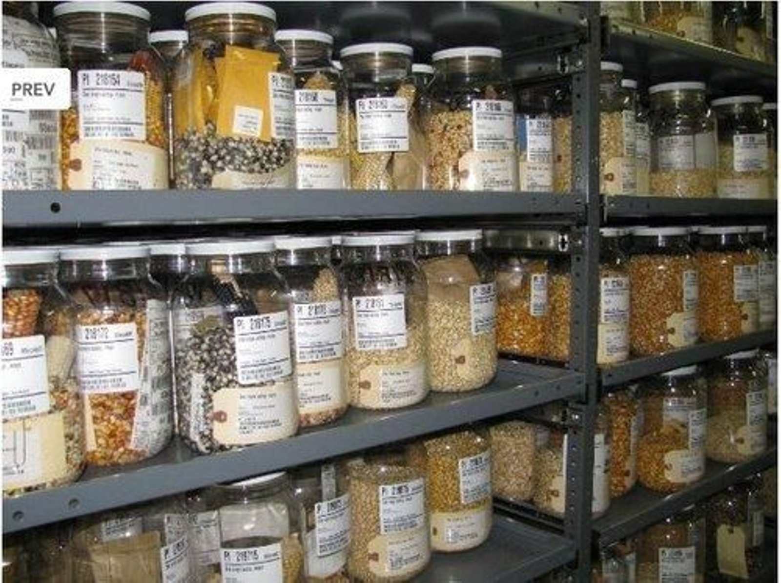 Un banco de semillas