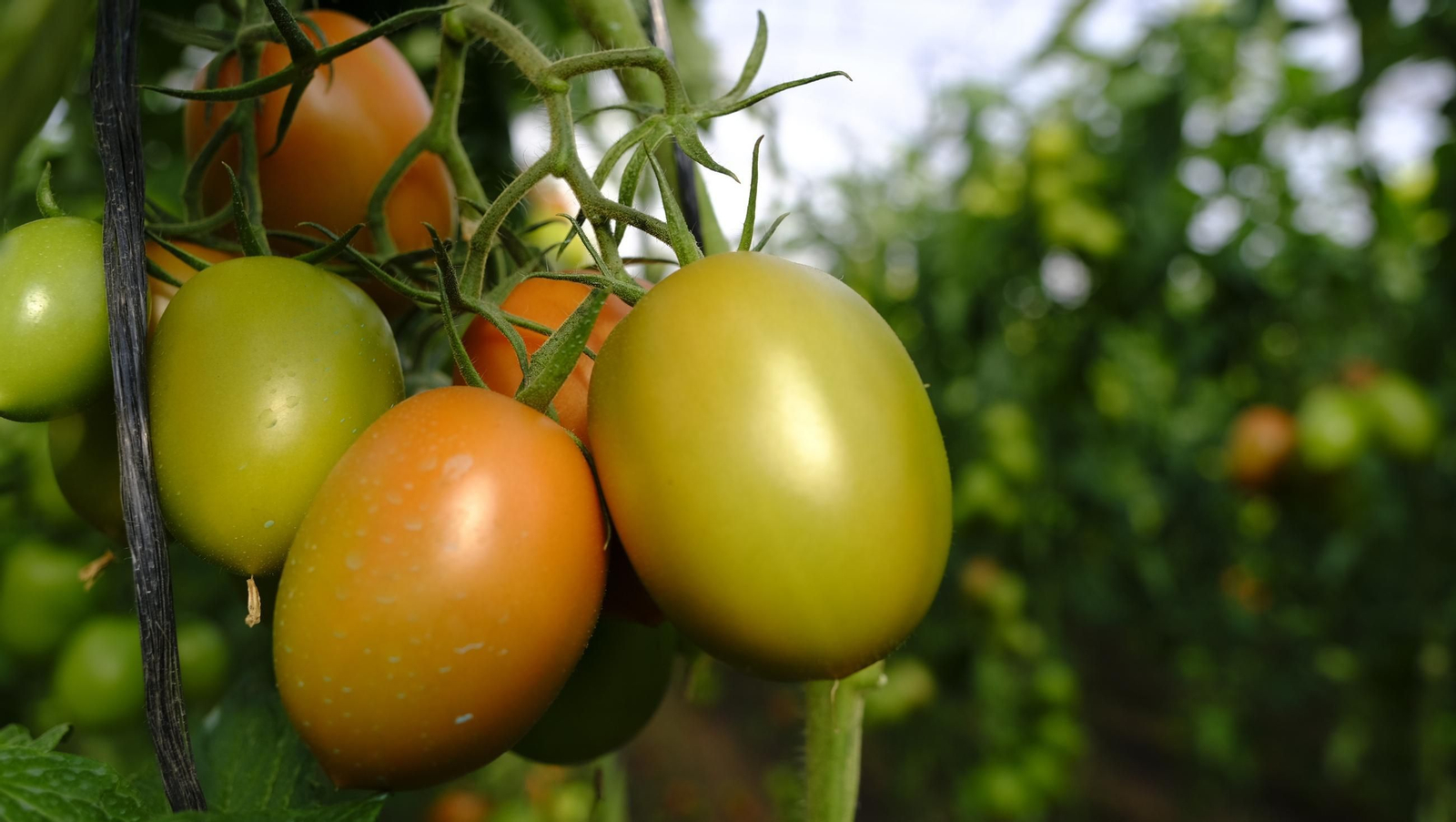 Tomates del campo almeriense para los lineales de los supermercados, en imágenes